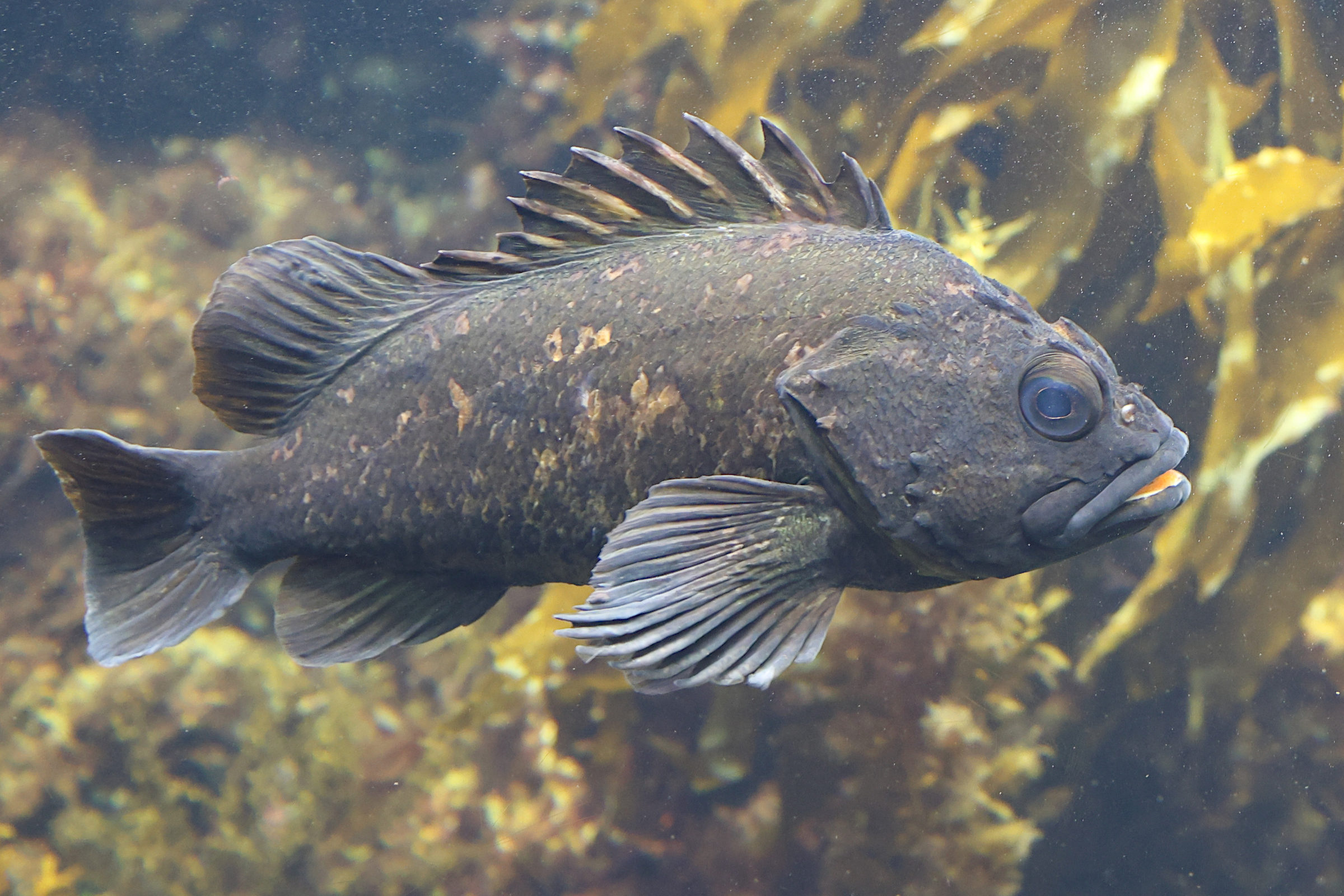 sebastes_rastrelligger1sd