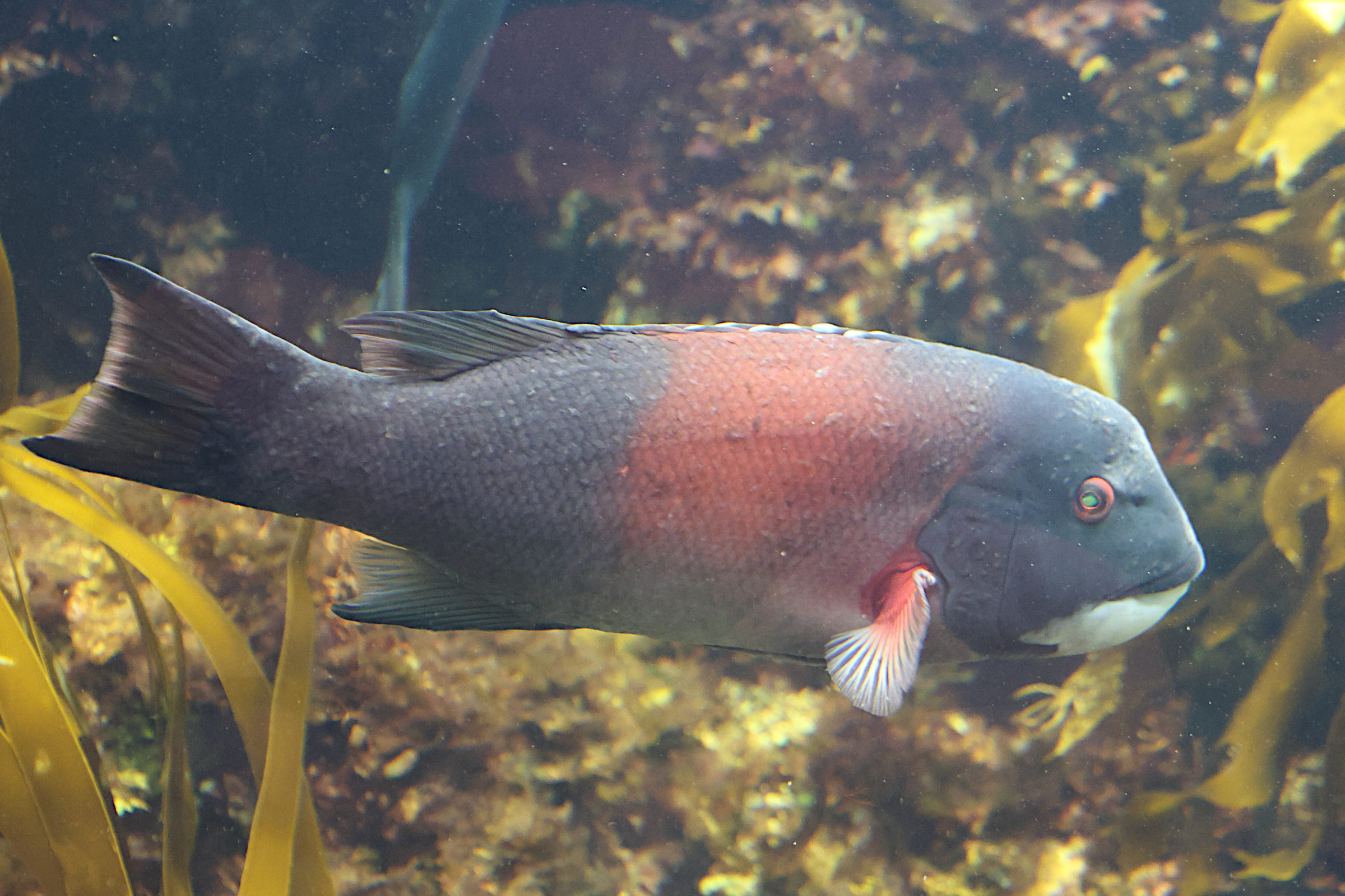 semicossyphus_pulcher2sd