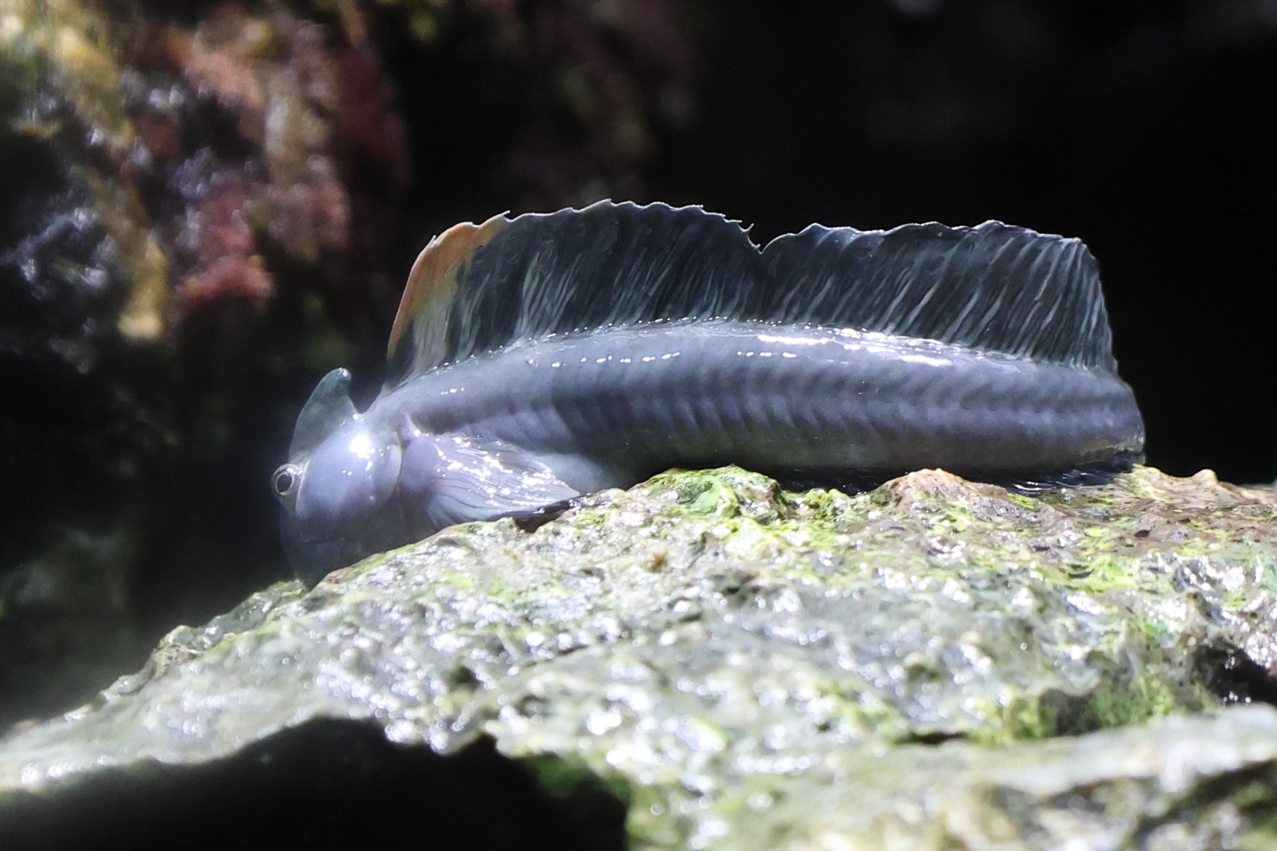 alticus_orientalis1sd