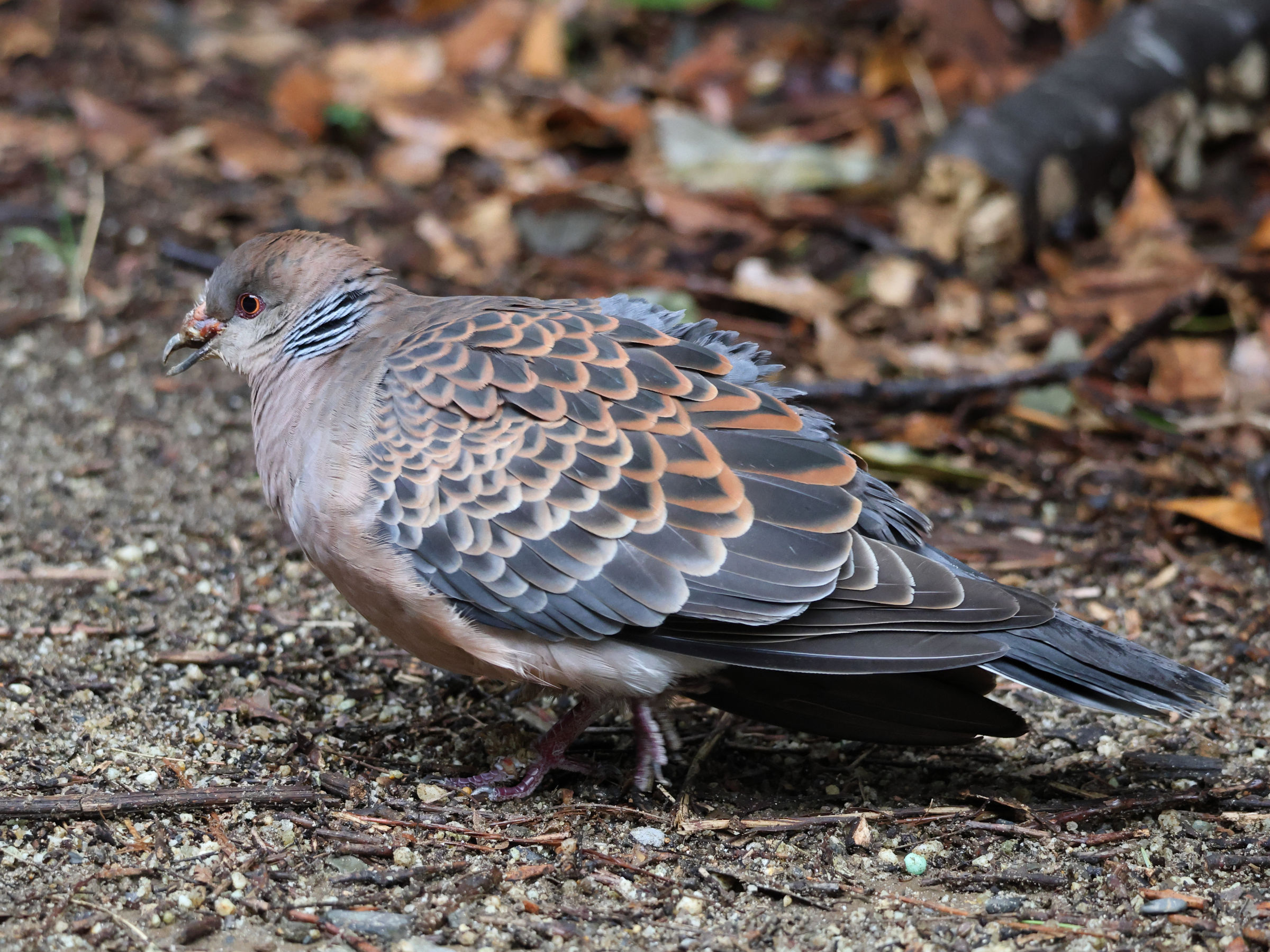 Afficher le média tourterelle_orientale_-_streptopelia_orientalis2sd tourterelle_orientale_-_streptopelia_orientalis2sd