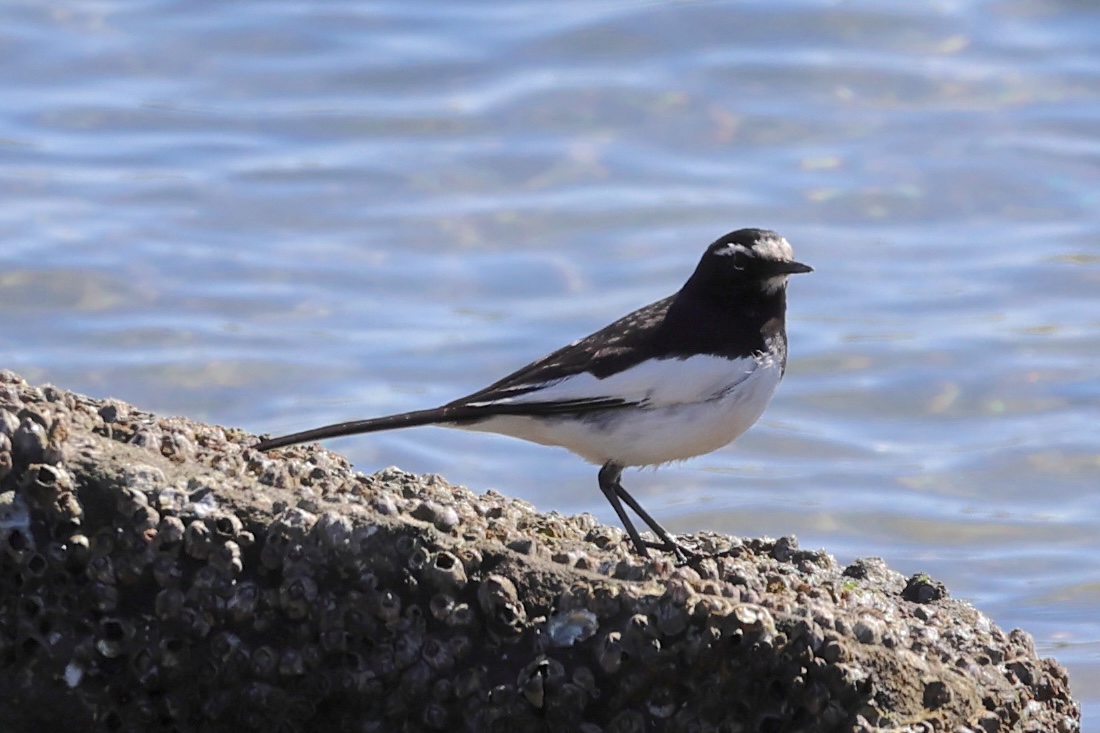 Afficher le média bergeronnette_du_japon_-_motacilla_grandis1sd bergeronnette_du_japon_-_motacilla_grandis1sd