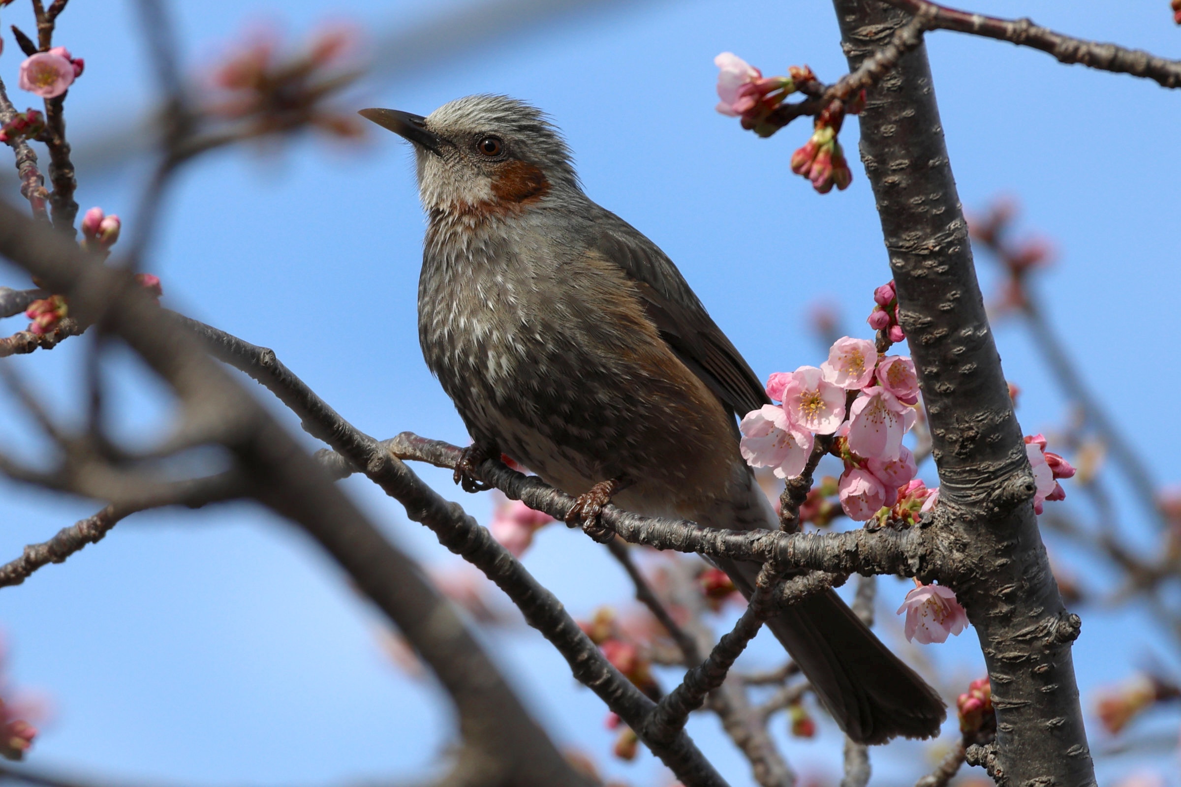 Afficher le média bulbul_a_oreillons_bruns_-_hypsipetes_amaurotis3sd bulbul_a_oreillons_bruns_-_hypsipetes_amaurotis3sd