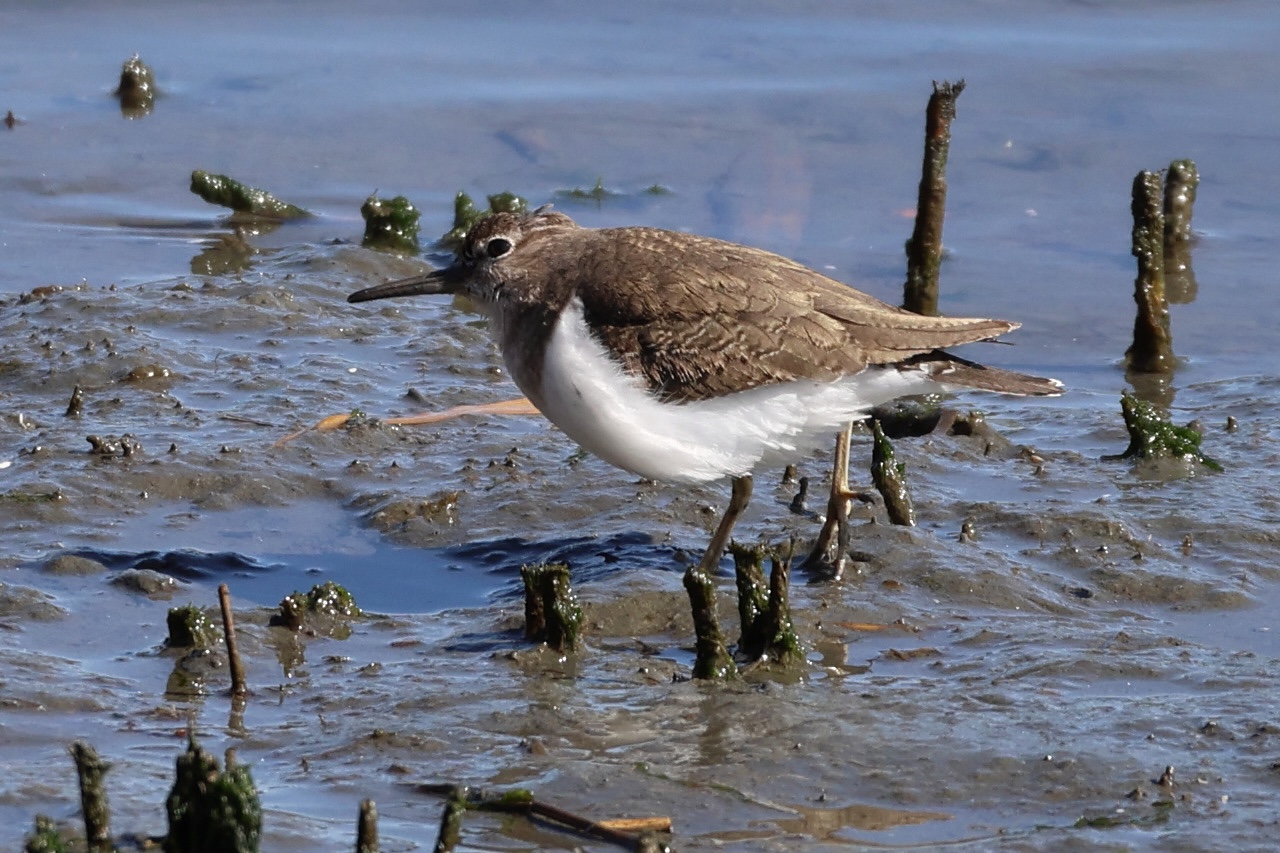 chevalier_guignette_-_actitis_hypoleucos9sd