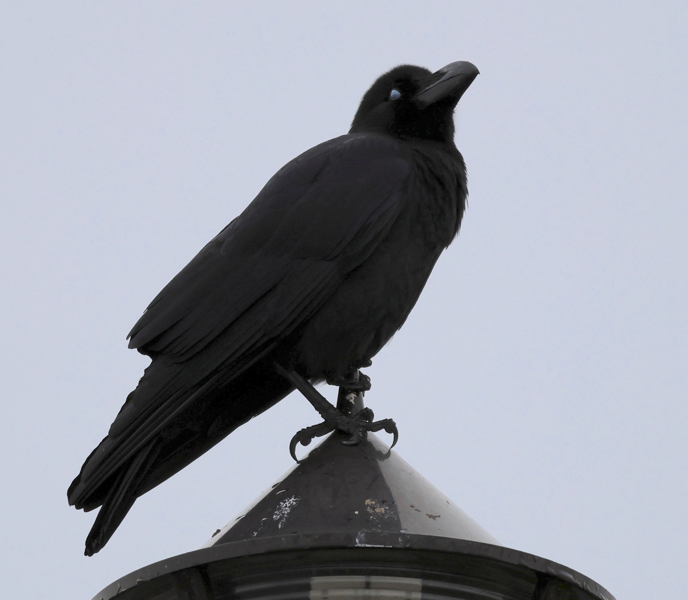 Afficher le média corbeau_a_gros_bec_-_corvus_macrorhynchos5sd corbeau_a_gros_bec_-_corvus_macrorhynchos5sd