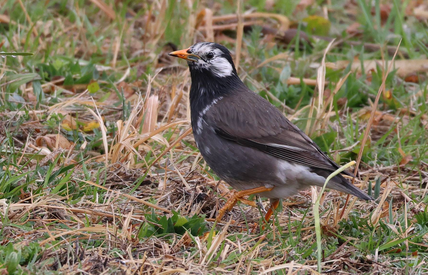 etourneau_gris_-_spodiopsar_cineraceus2sd