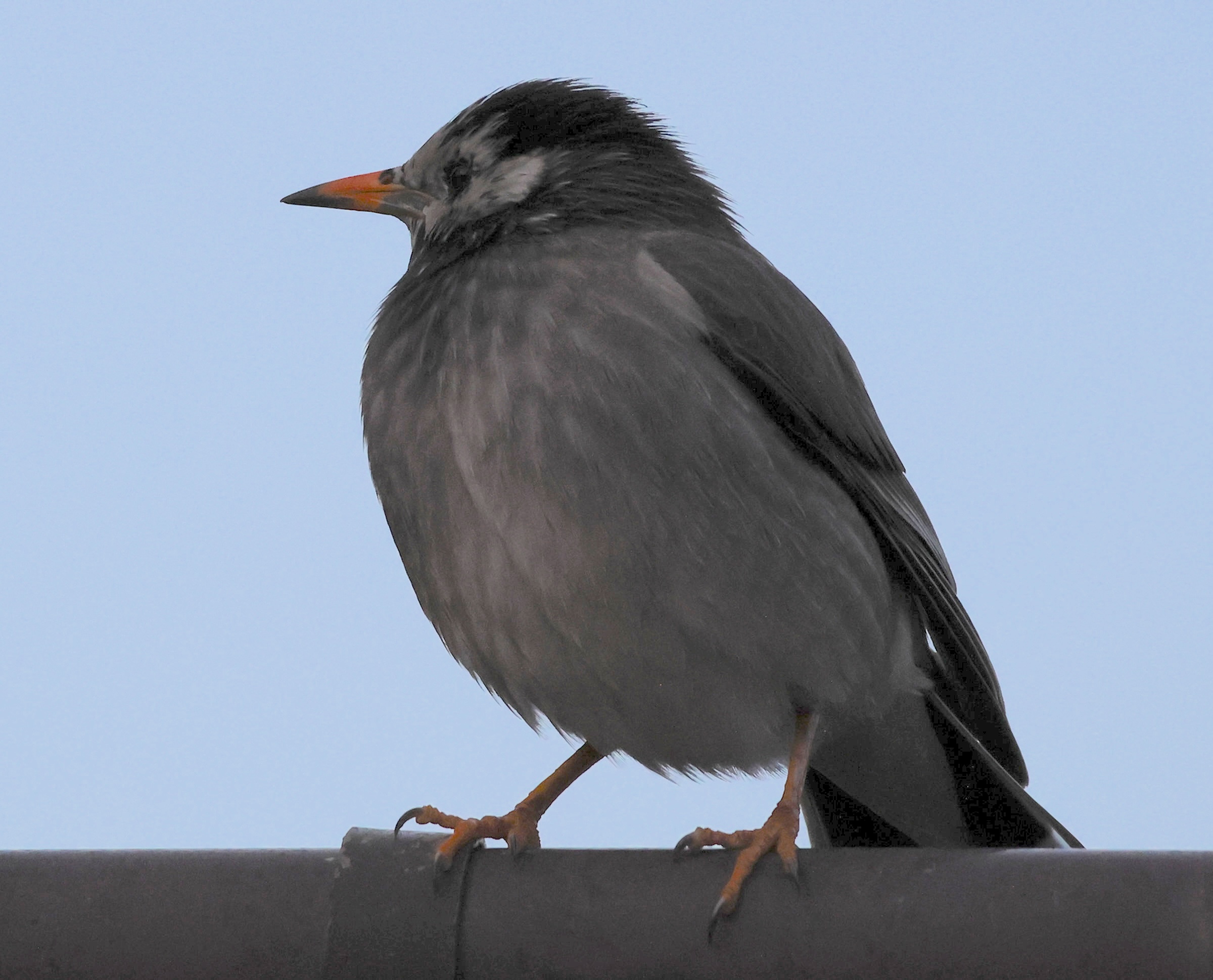 etourneau_gris_-_spodiopsar_cineraceus3sd