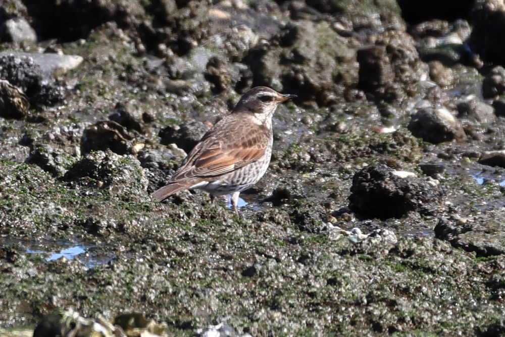 grive_a_ailes_rousses_-_turdus_eunomus1sd