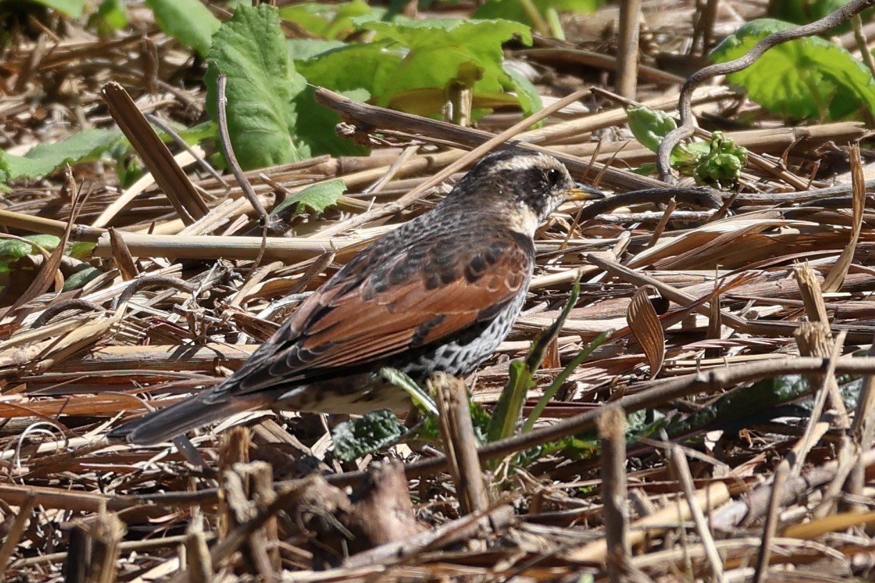 grive_a_ailes_rousses_-_turdus_eunomus2sd