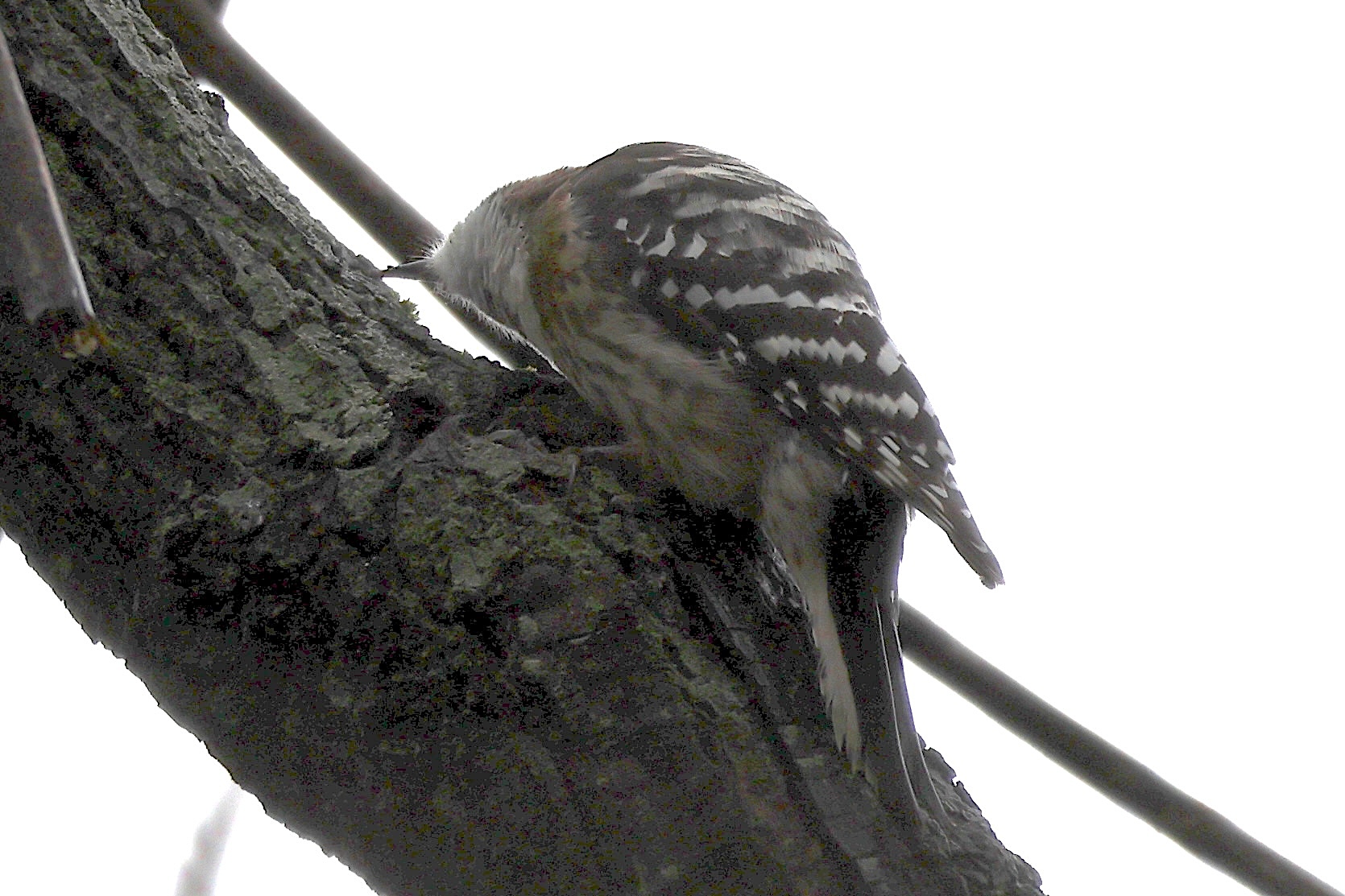 pic_kisuki_-_yungipicus_kisuki1sd