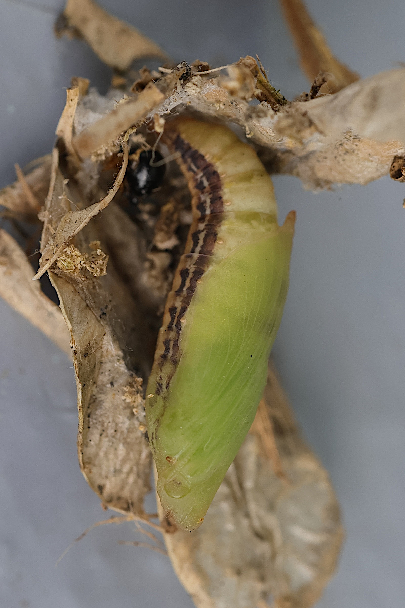 cydalima_perspectalis_chrys1md