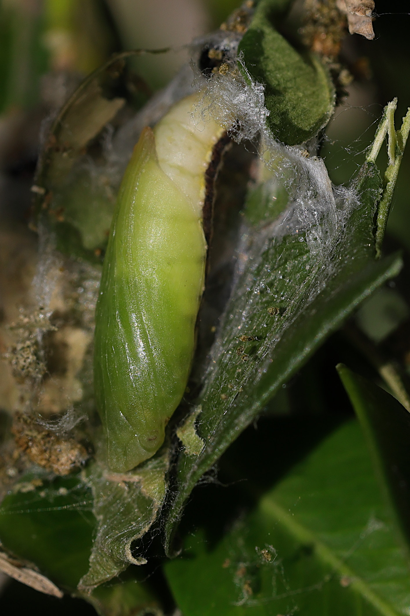 cydalima_perspectalis_chrys2md