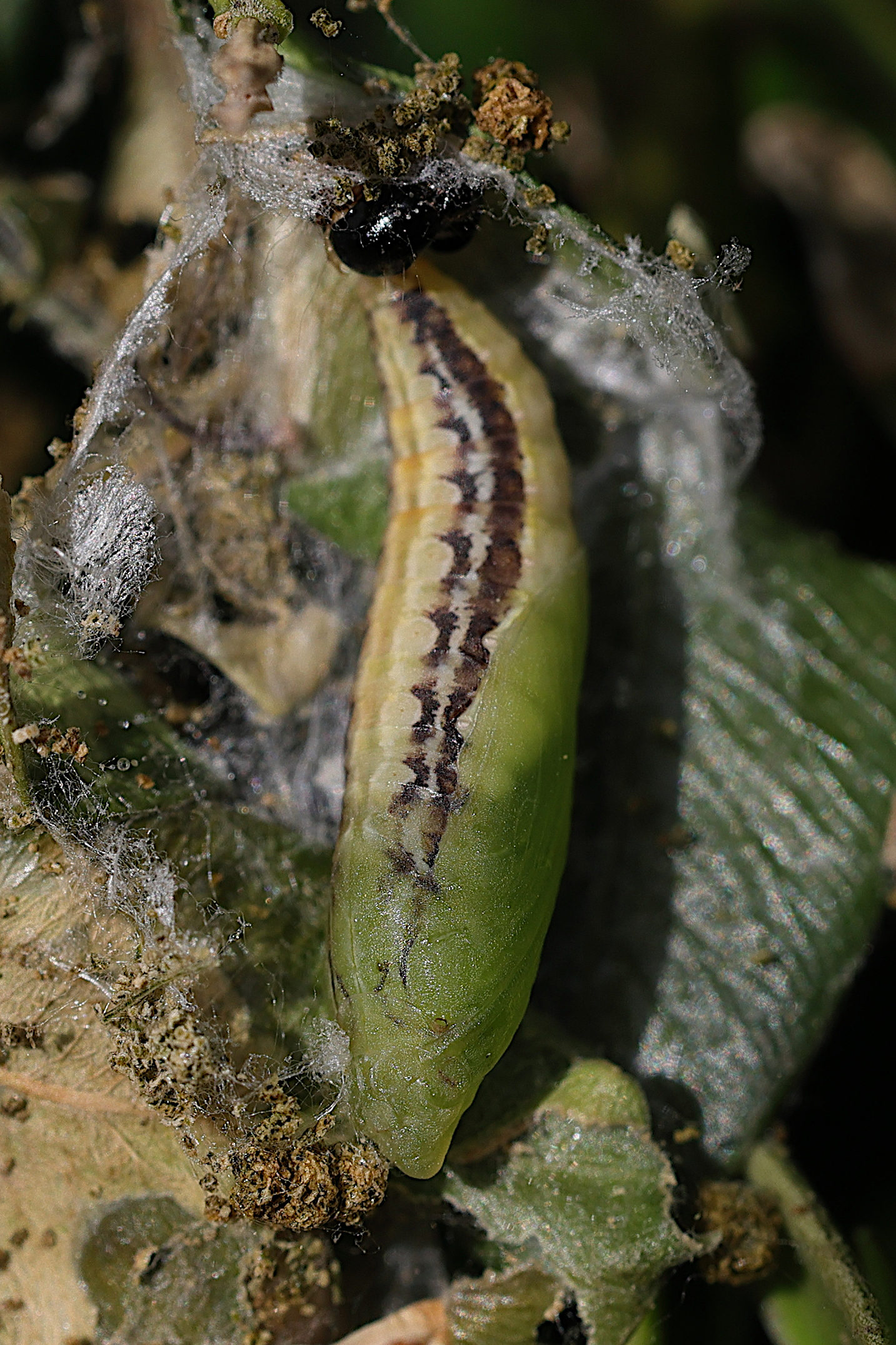 cydalima_perspectalis_chrys3md