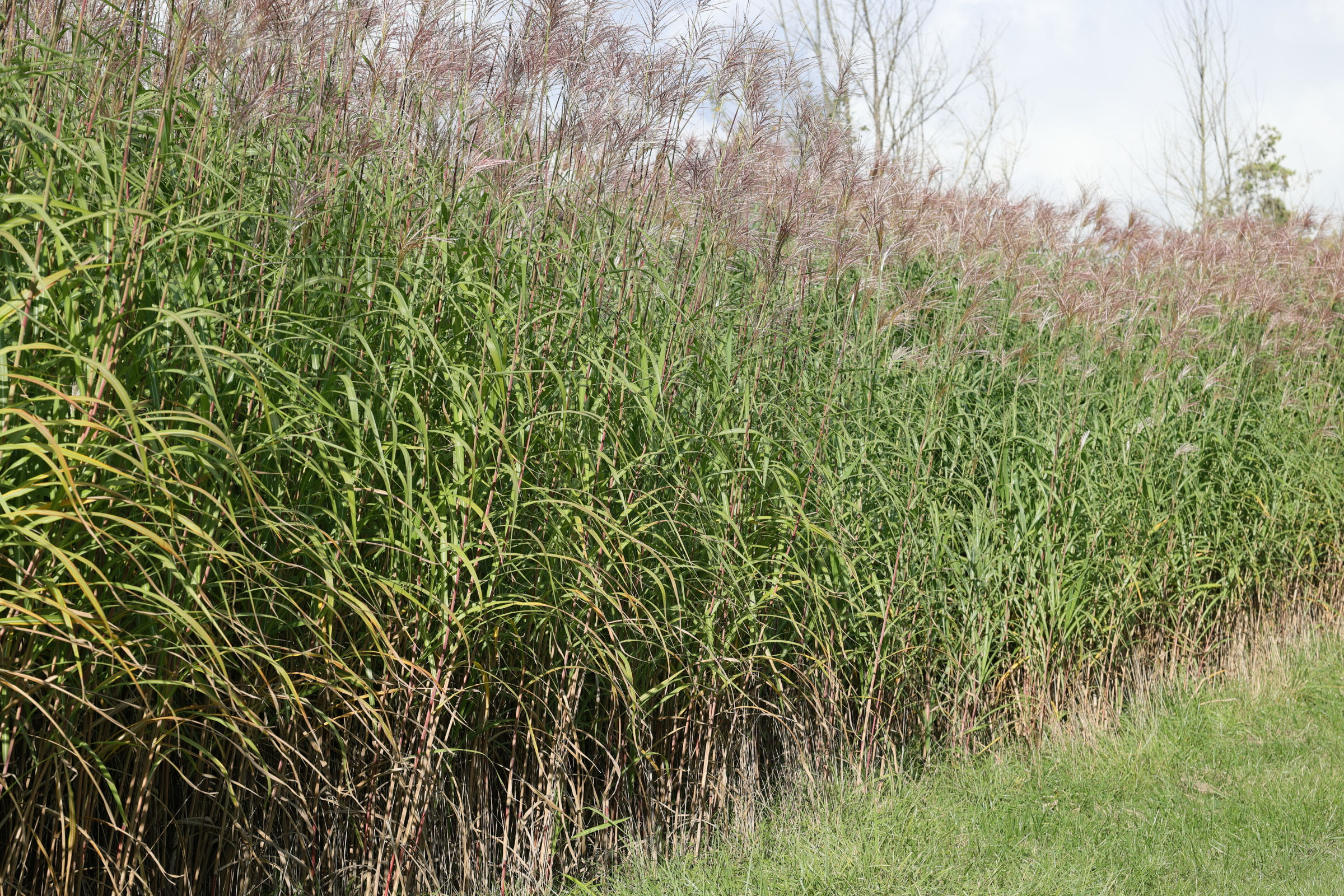 Afficher le média miscanthus_x_giganteus1md miscanthus_x_giganteus1md