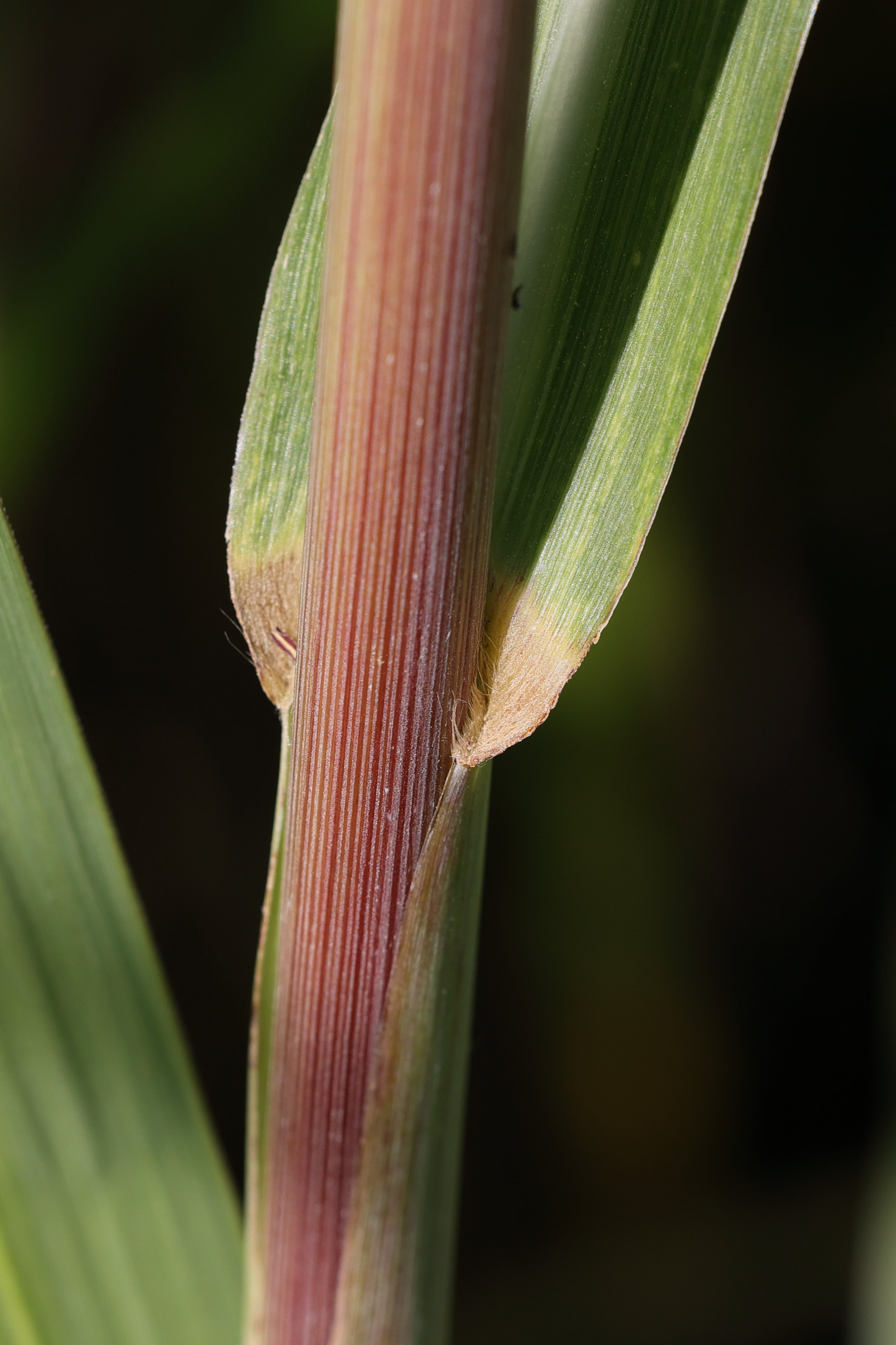 Afficher le média miscanthus_x_giganteus2md miscanthus_x_giganteus2md