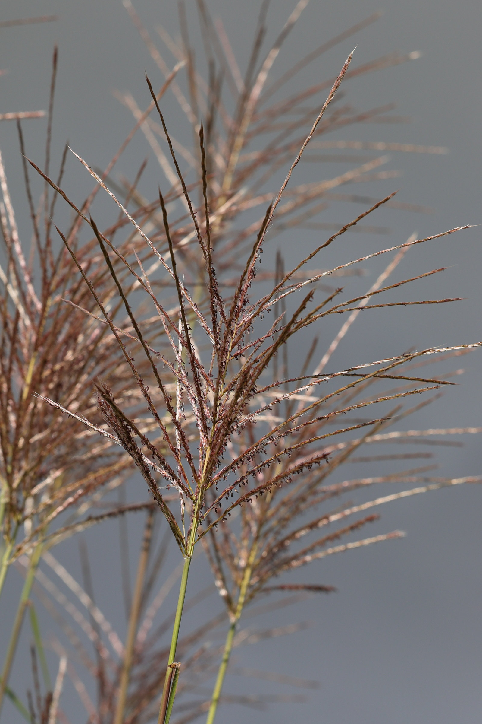 Afficher le média miscanthus_x_giganteus3md miscanthus_x_giganteus3md