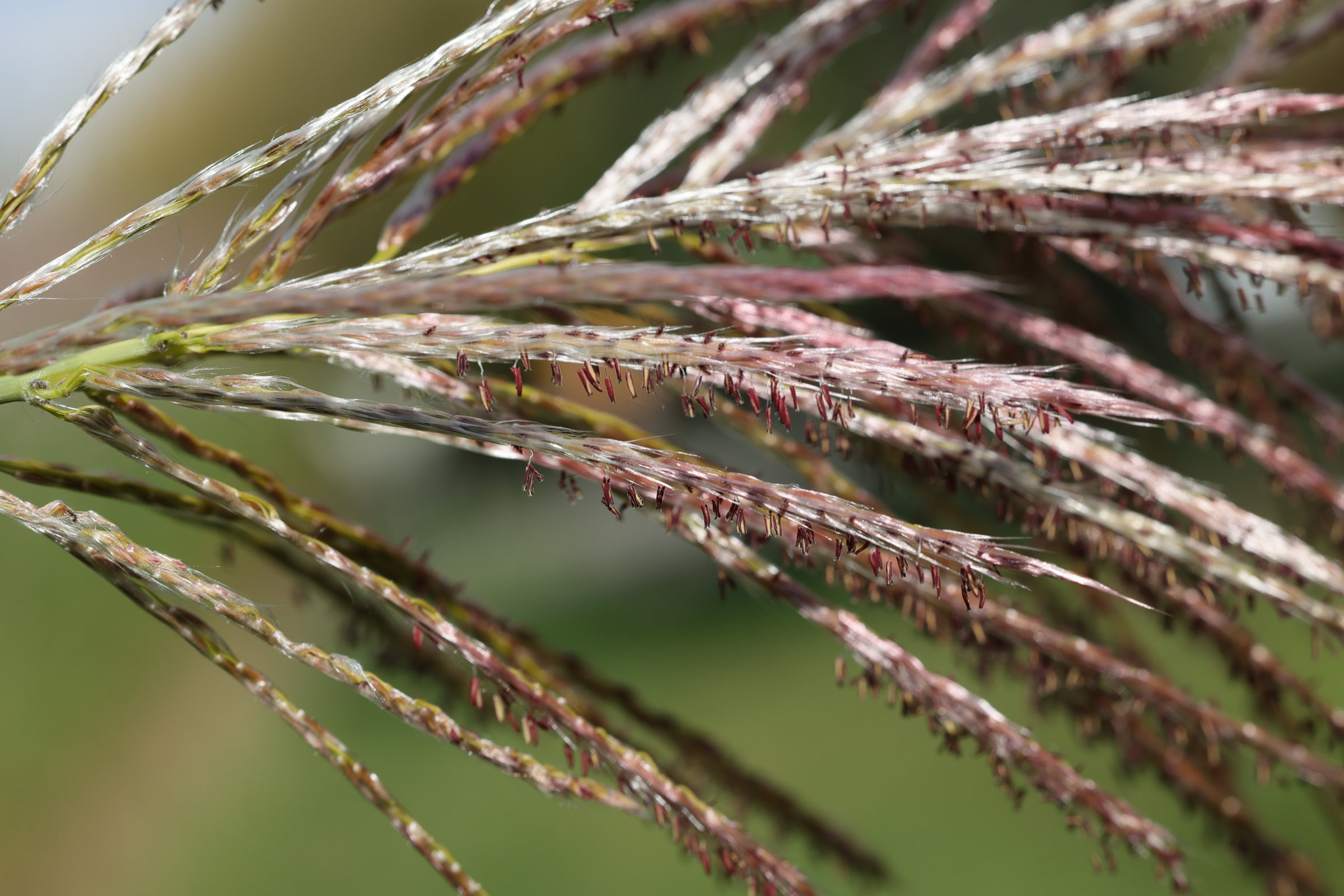 Afficher le média miscanthus_x_giganteus4md miscanthus_x_giganteus4md