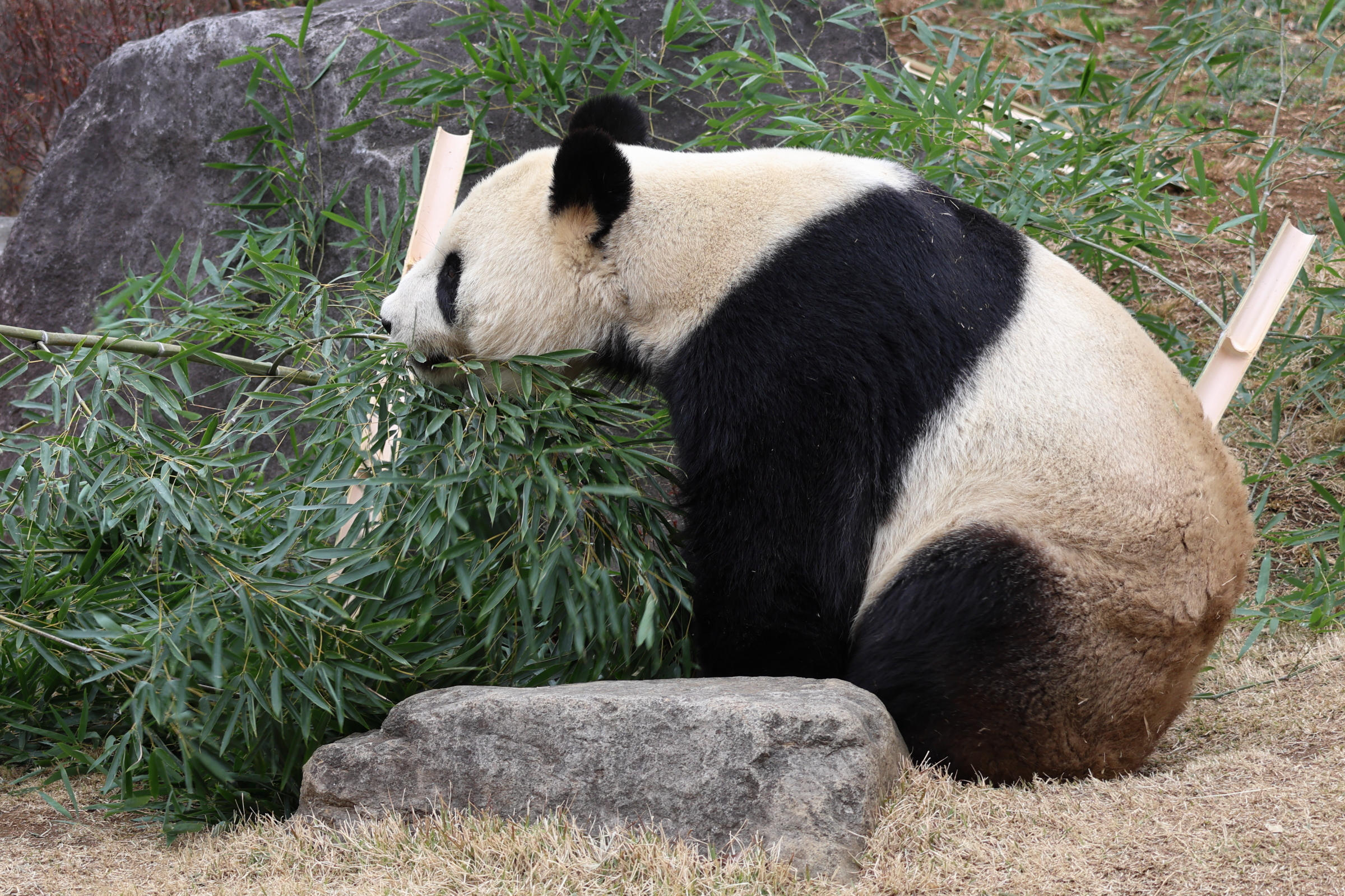 ailuropoda_melanoleuca6sd