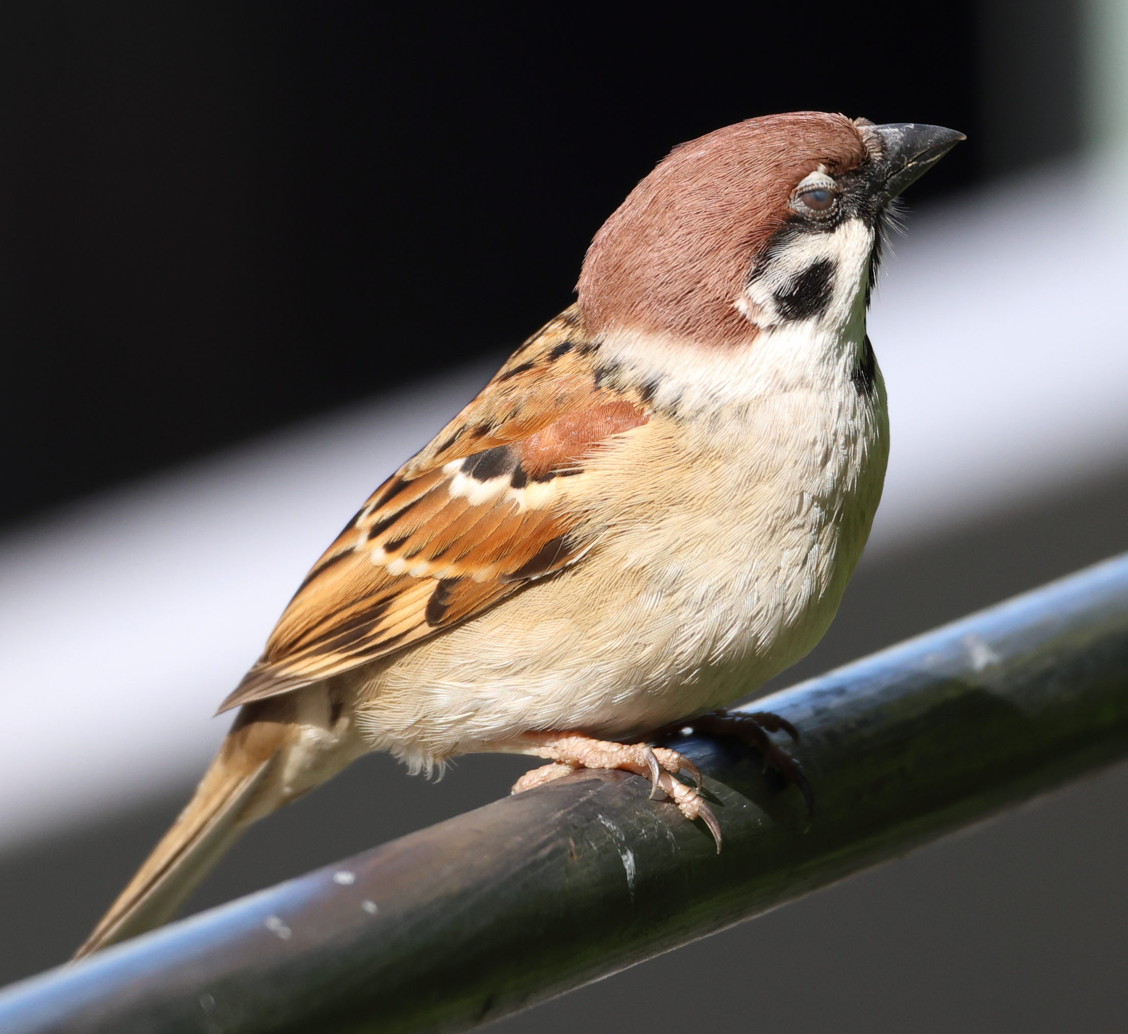 moineau_friquet_-_passer_montanus6sd