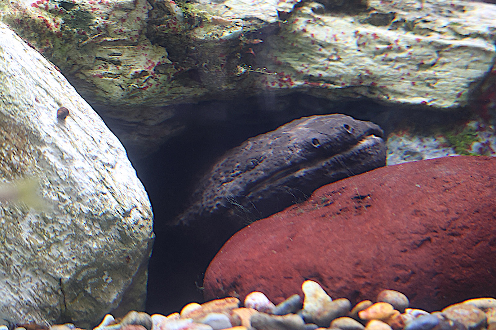 Afficher le média andrias_japonicus1sd andrias_japonicus1sd