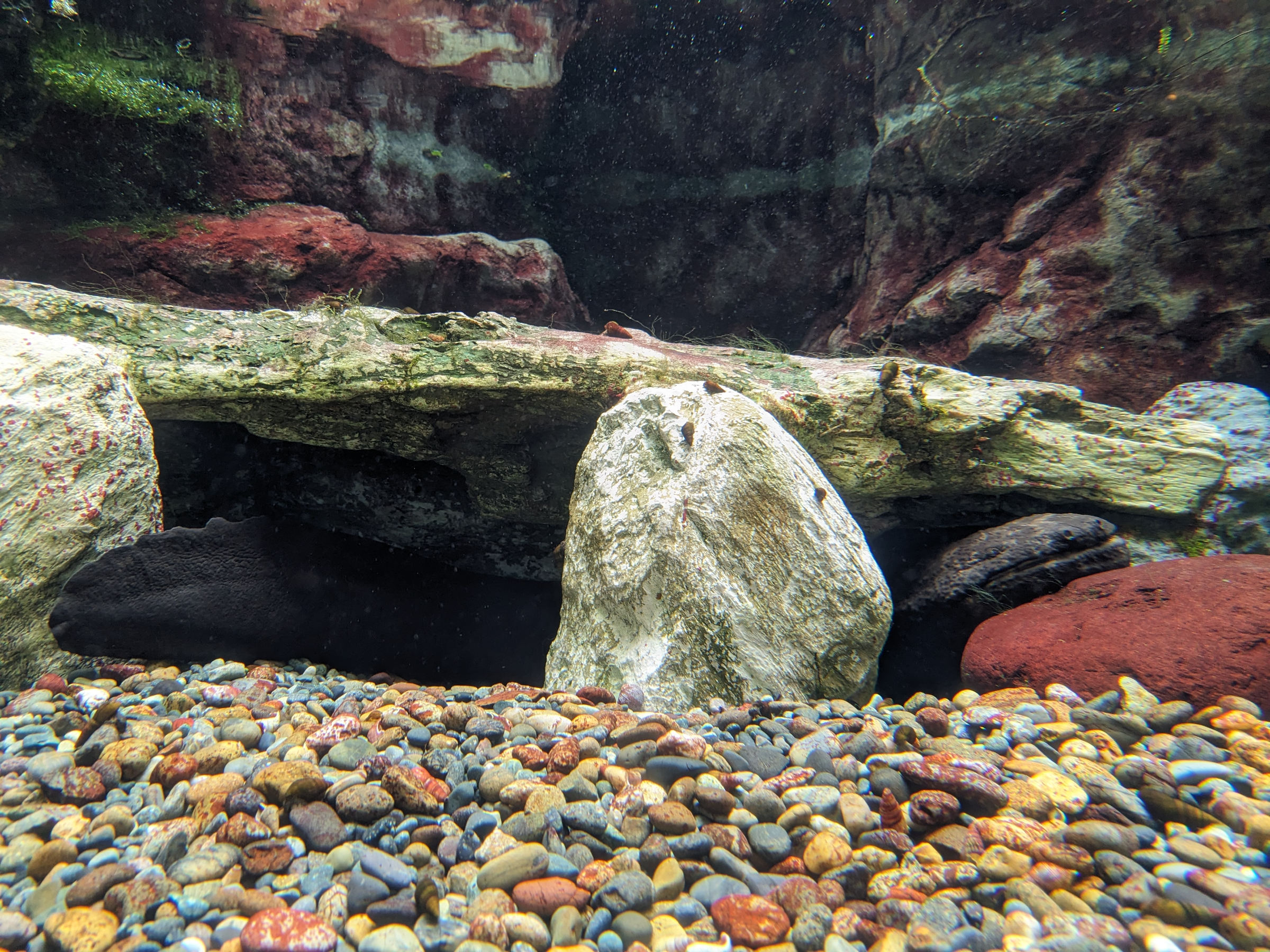 Afficher le média andrias_japonicus2sd andrias_japonicus2sd