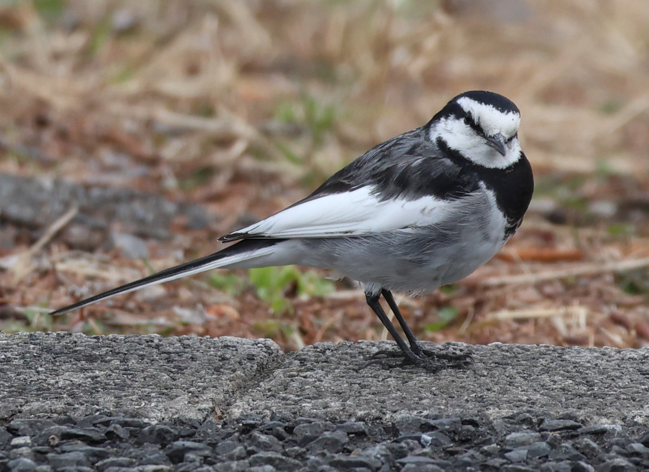 Afficher le média bergeronnette_lugubre_-_motacilla_alba_lugens1sd bergeronnette_lugubre_-_motacilla_alba_lugens1sd