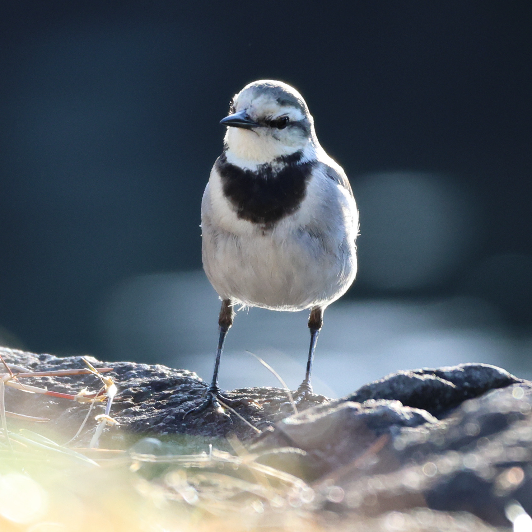 Afficher le média bergeronnette_lugubre_-_motacilla_alba_lugens2sd bergeronnette_lugubre_-_motacilla_alba_lugens2sd