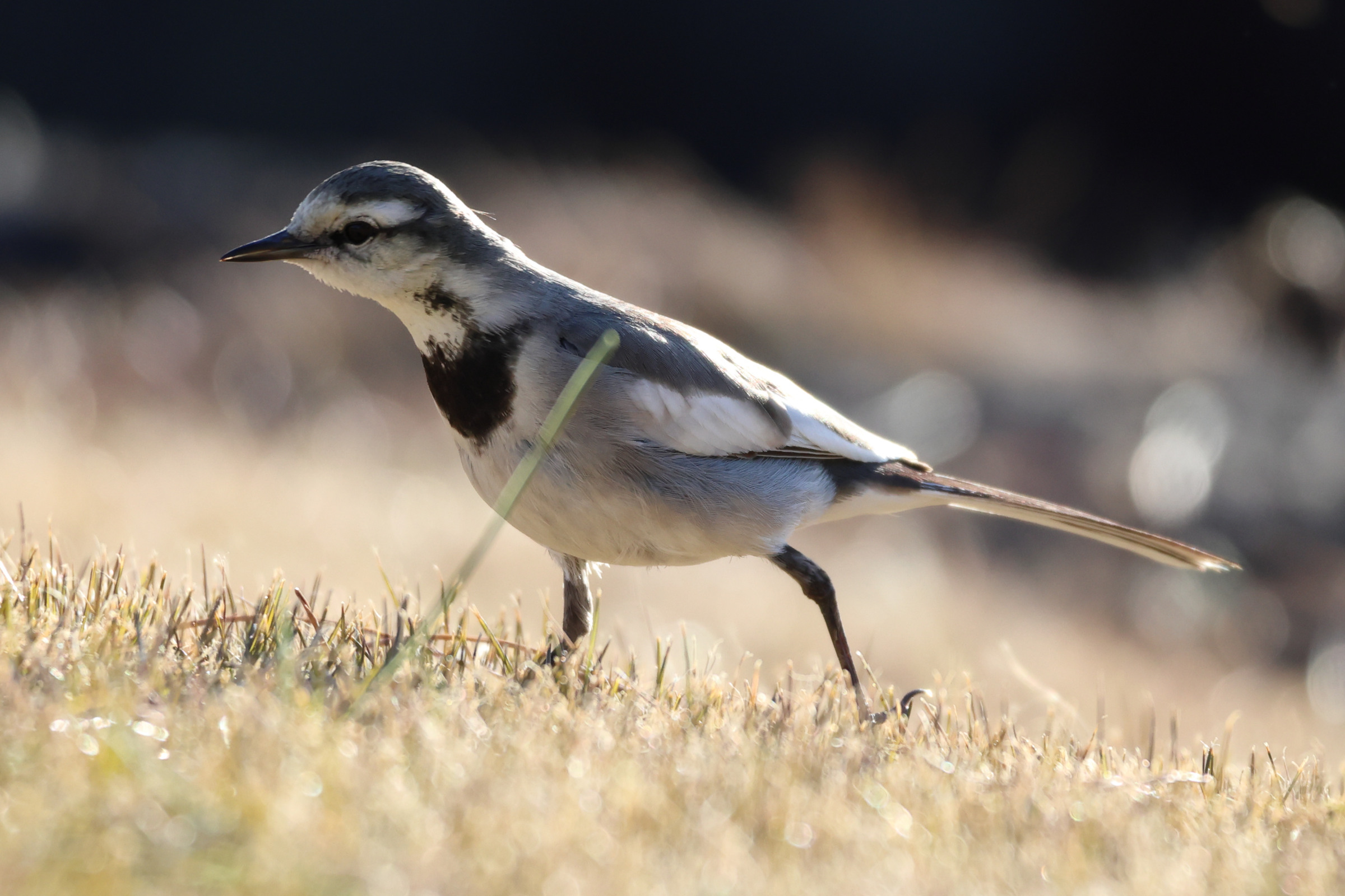 Afficher le média bergeronnette_lugubre_-_motacilla_alba_lugens3sd bergeronnette_lugubre_-_motacilla_alba_lugens3sd