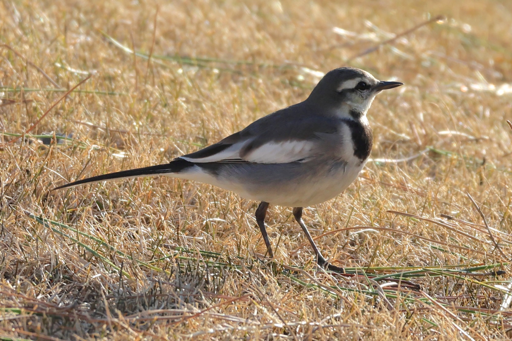 Afficher le média bergeronnette_lugubre_-_motacilla_alba_lugens4sdjpg bergeronnette_lugubre_-_motacilla_alba_lugens4sdjpg
