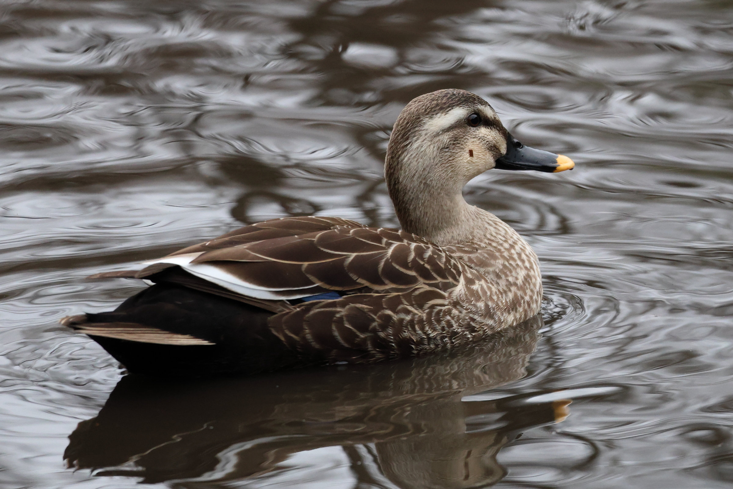 canard_de_chine_-_anas_zonorhyncha2sd