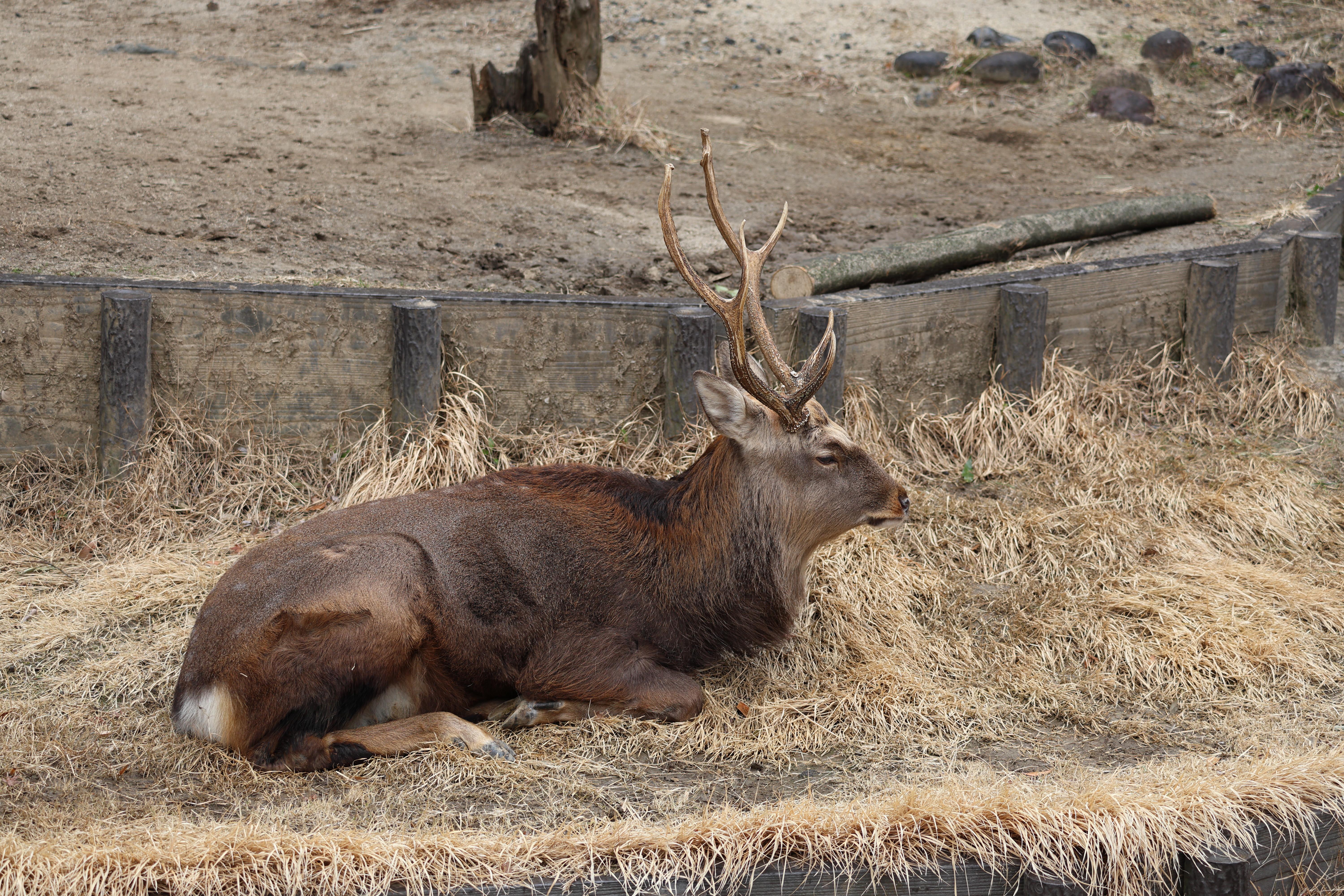 cervus_nippon_yesoensis1sd