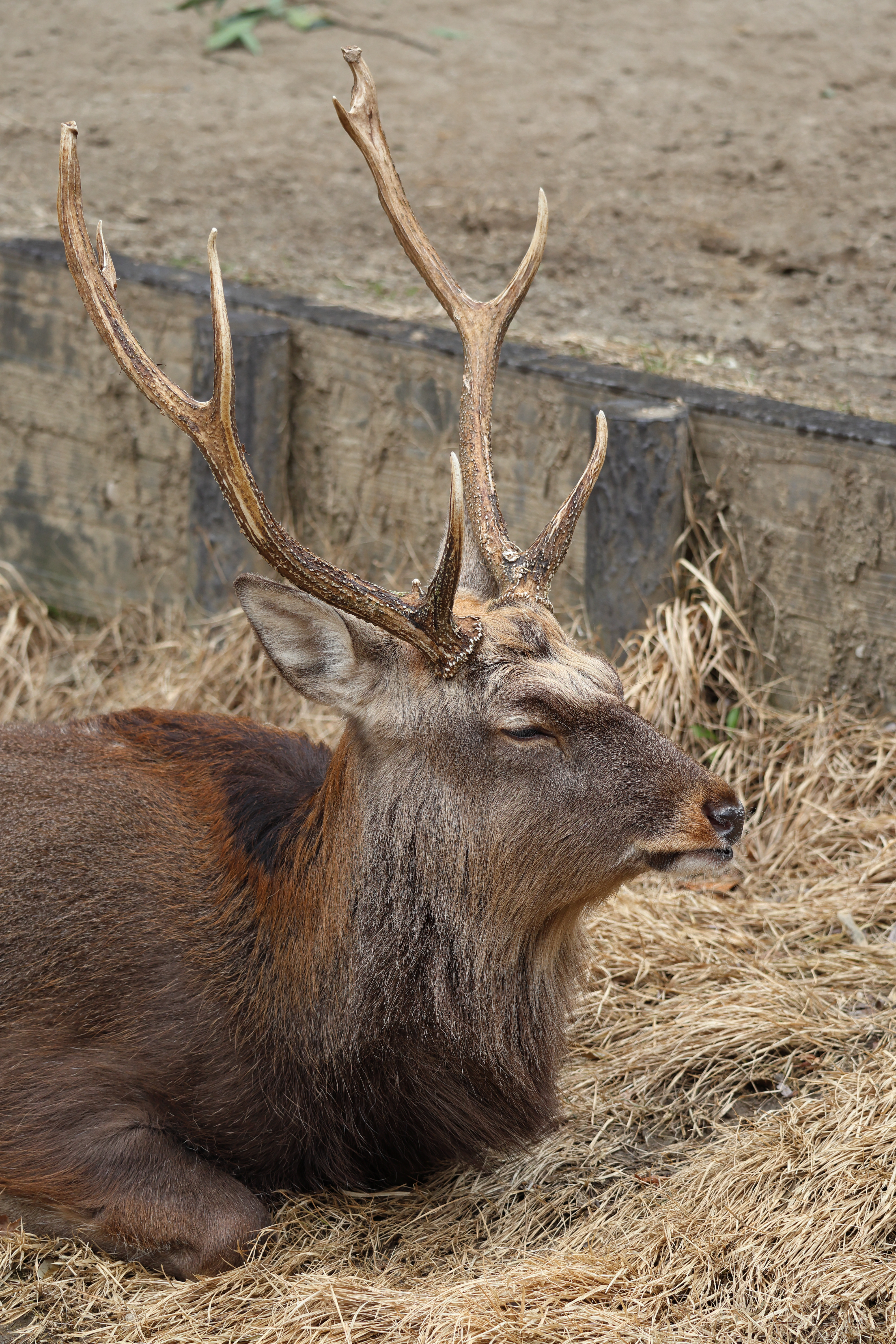 cervus_nippon_yesoensis2sd
