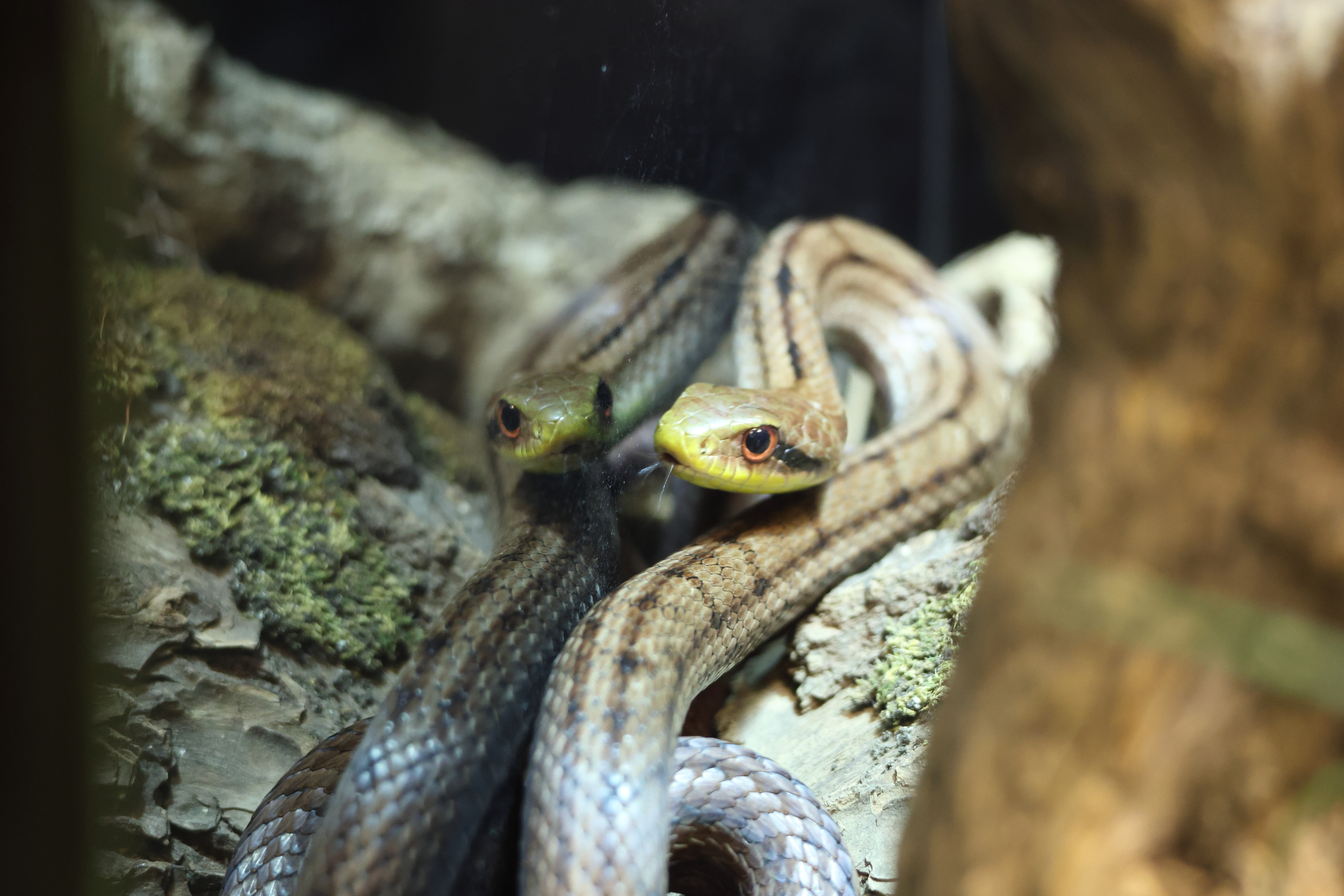 elaphe_quadrivirgata1sd