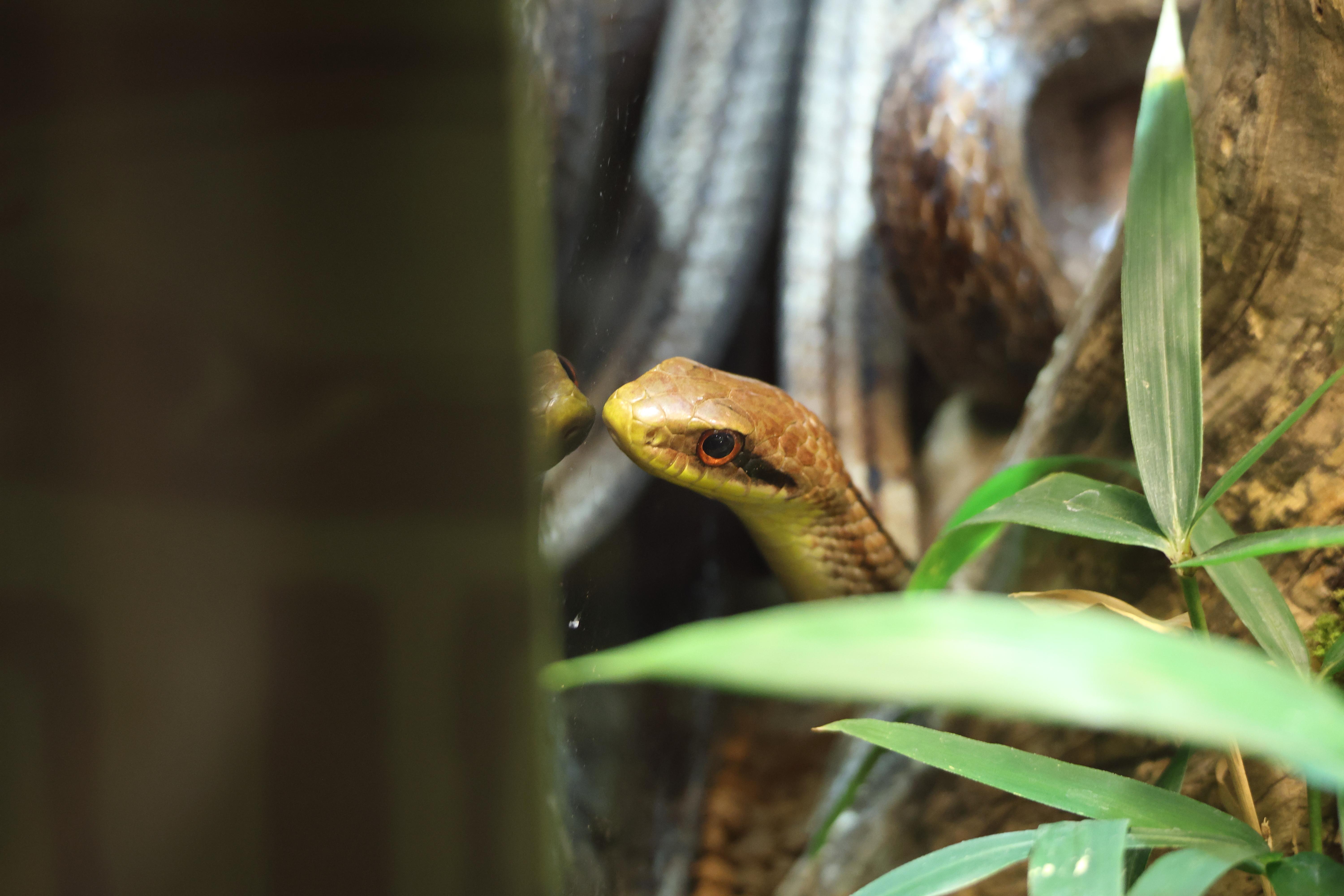 elaphe_quadrivirgata2sd