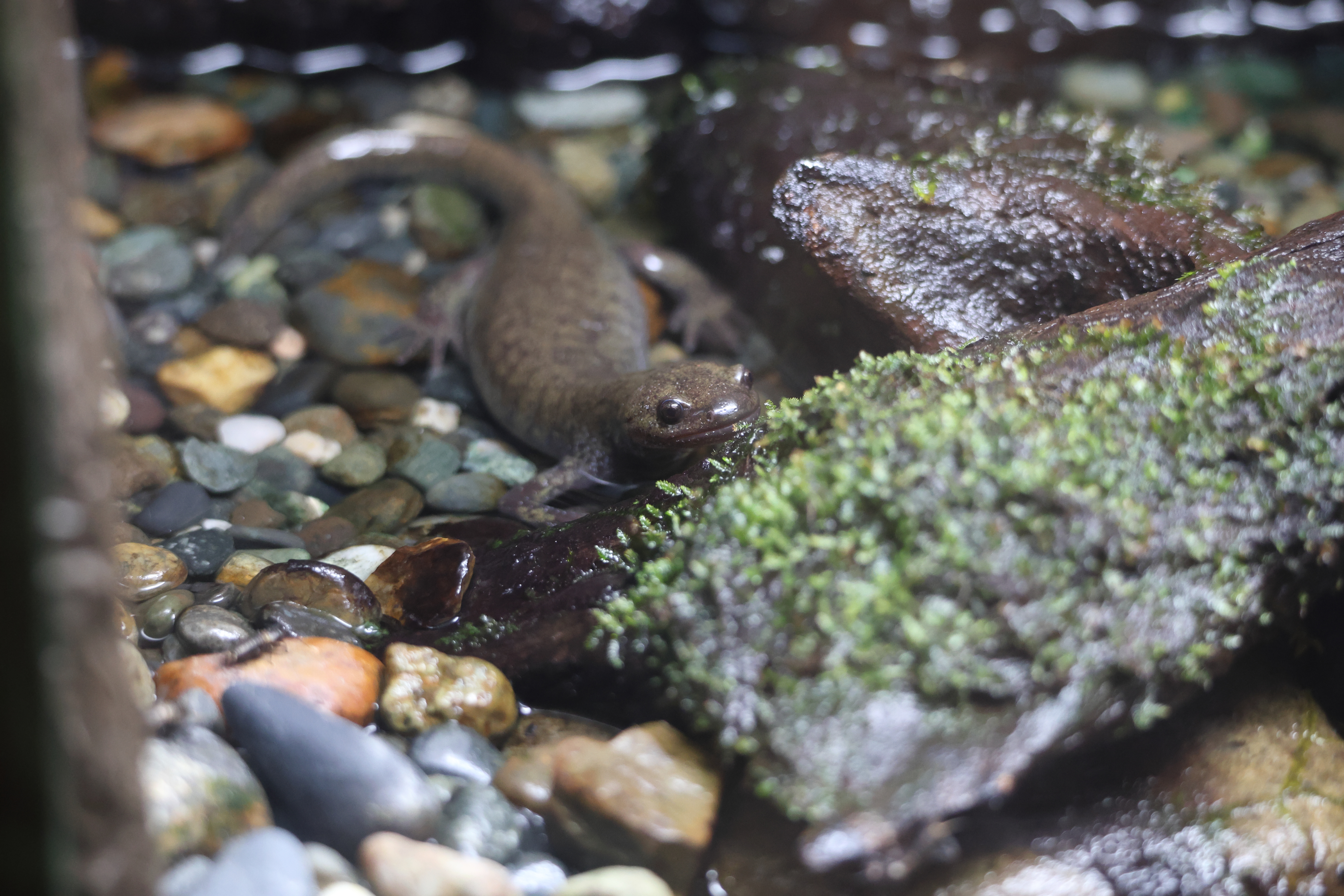 Afficher le média hynobius_lichenatus1sd hynobius_lichenatus1sd