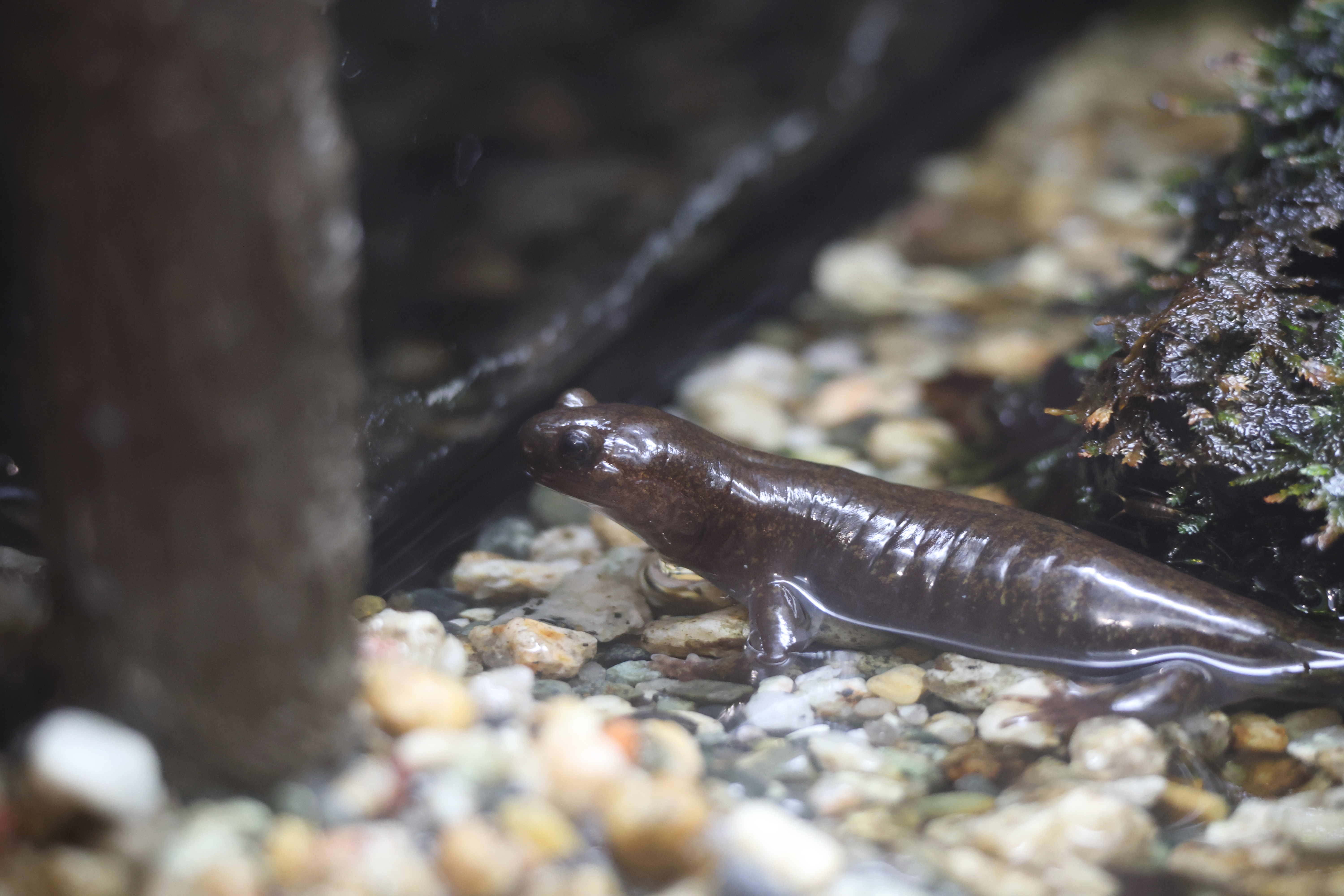 Afficher le média hynobius_lichenotus2sd hynobius_lichenotus2sd