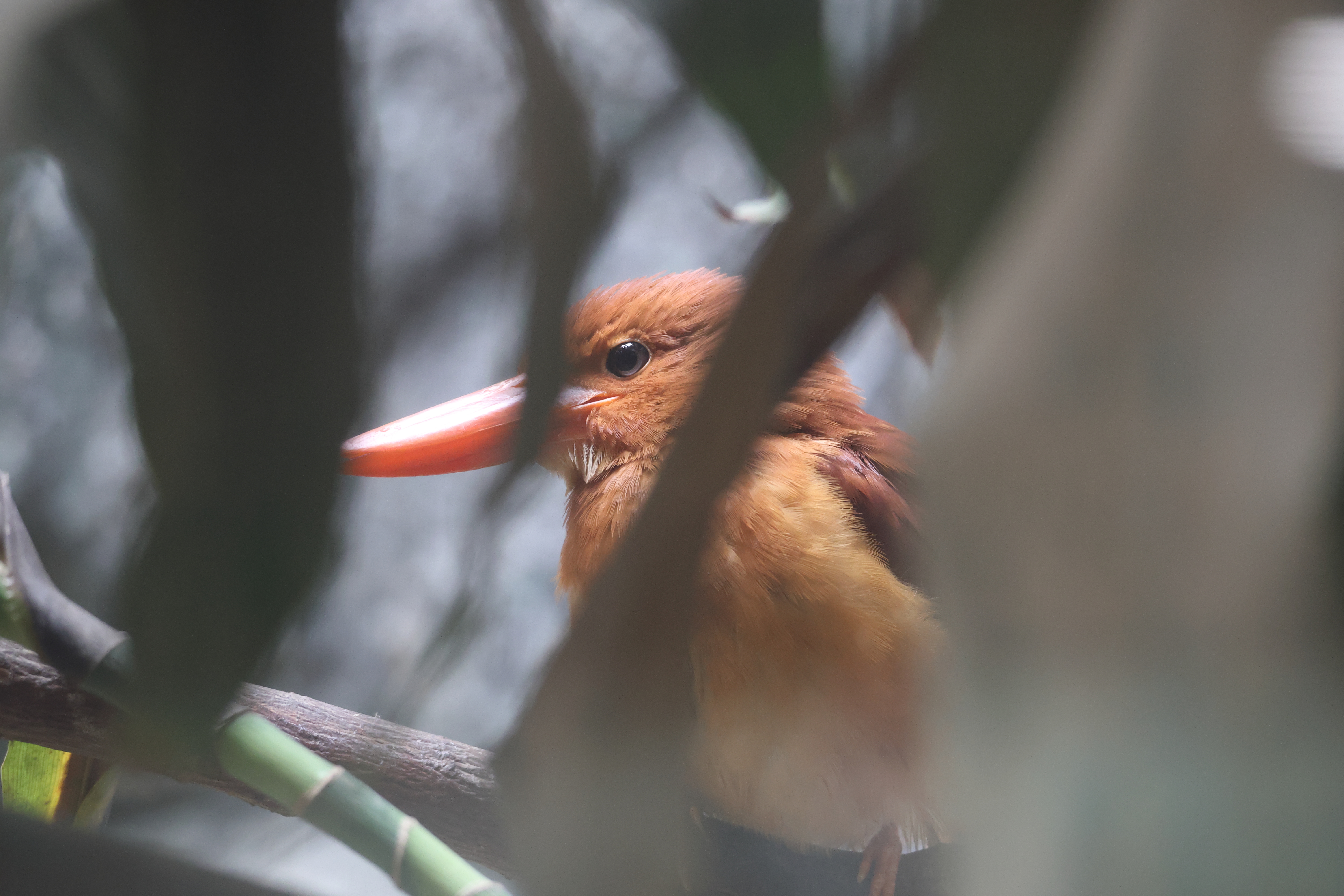 Afficher le média martin-chasseur_violet_-bangsi-_-_halcyon_coromanda_bangsi1sd martin-chasseur_violet_-bangsi-_-_halcyon_coromanda_bangsi1sd