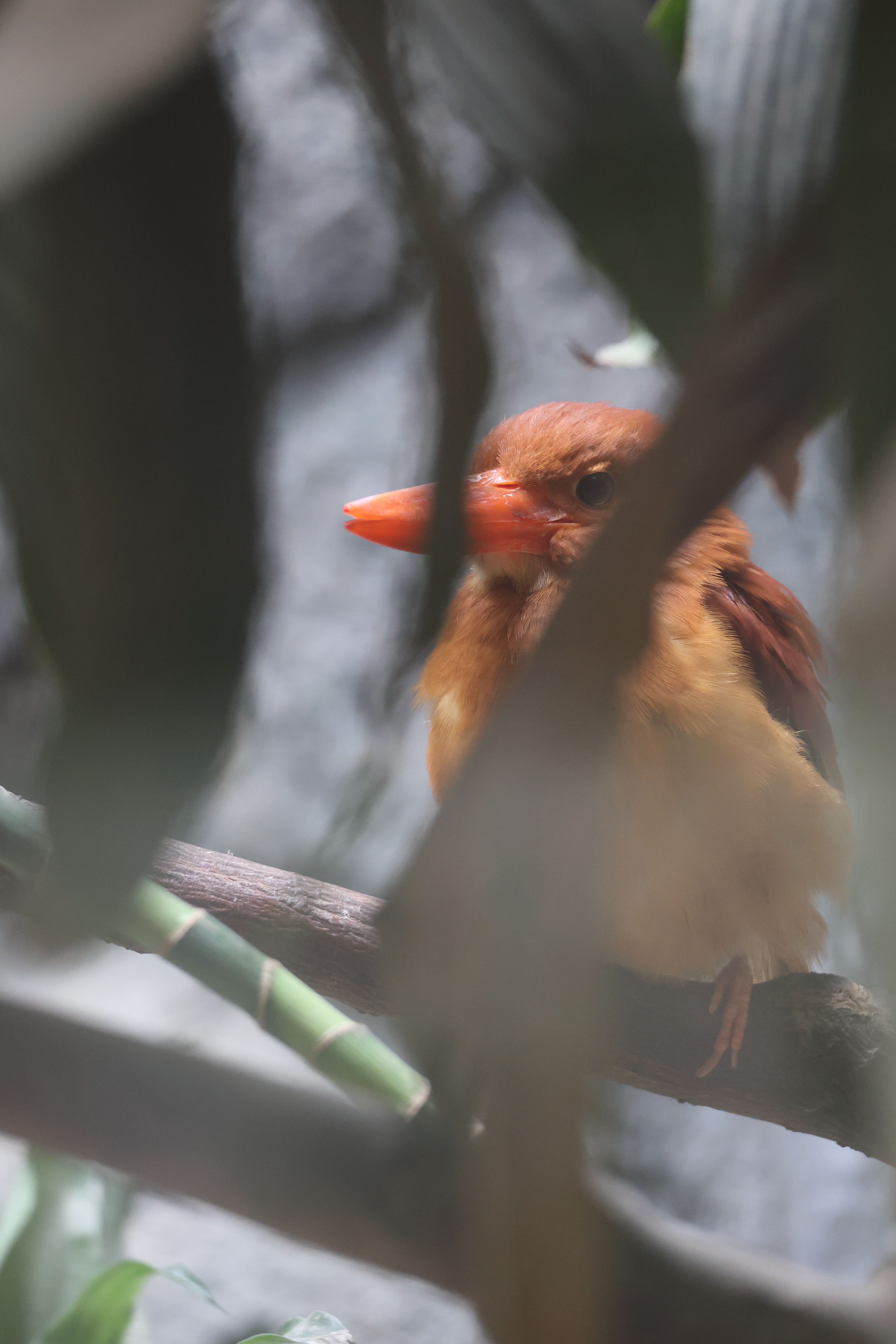 Afficher le média martin-chasseur_violet_-bangsi-_-_halcyon_coromanda_bangsi2sd martin-chasseur_violet_-bangsi-_-_halcyon_coromanda_bangsi2sd