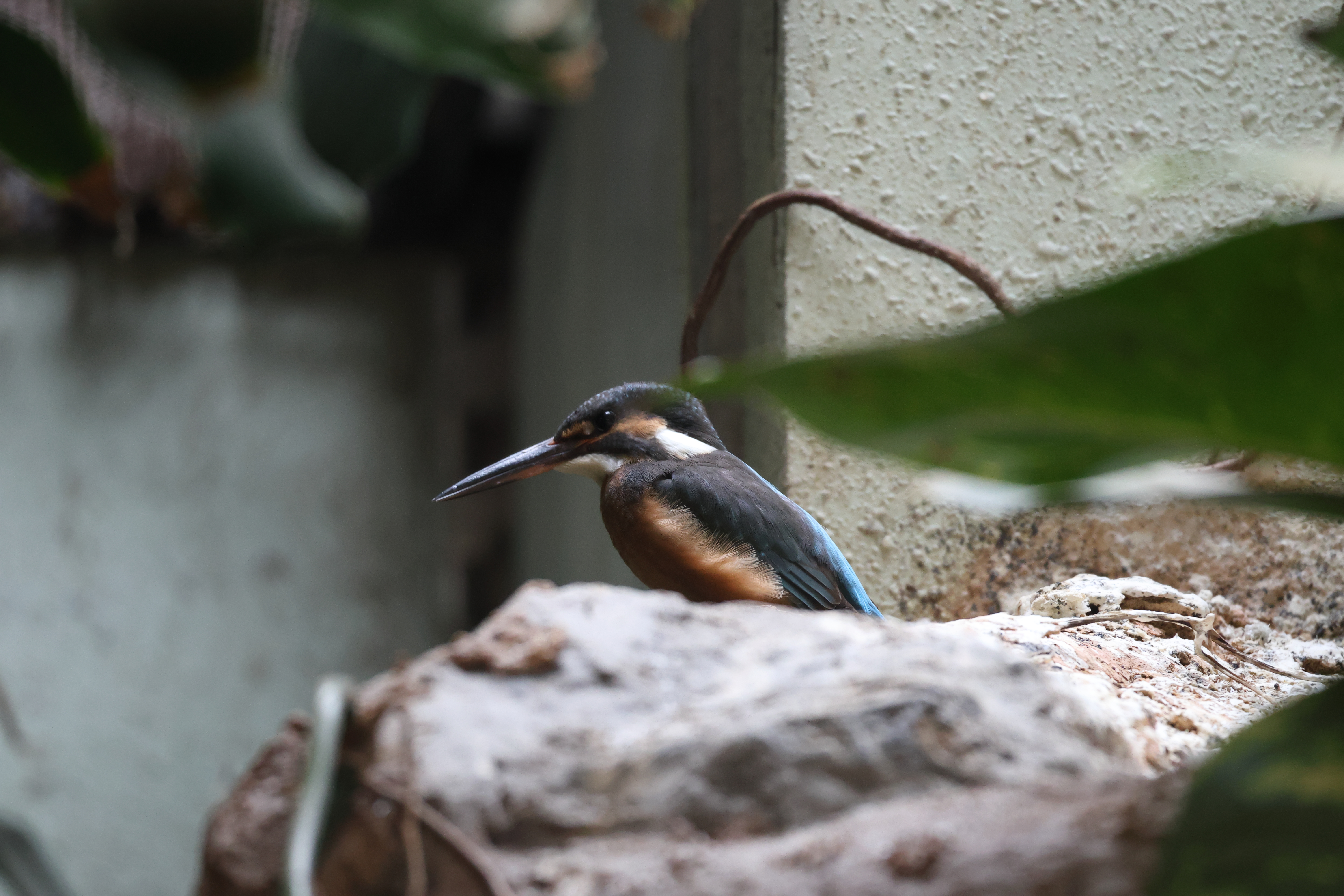 martin-pecheur_d-europe_-_alcedo_atthis_bengalensis1sd