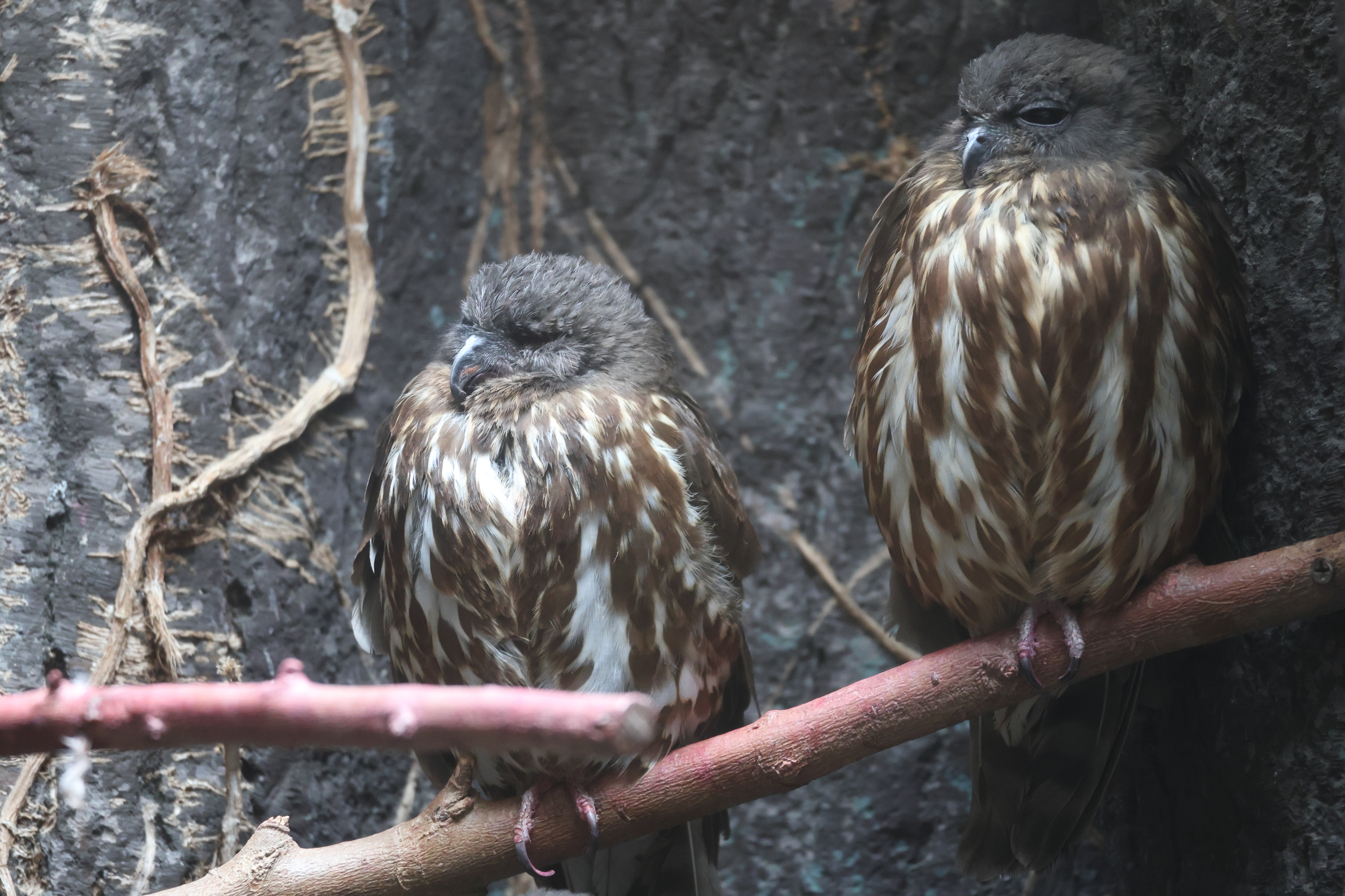 ninoxe_boreale_-_ninox_japonica_japonica1sd