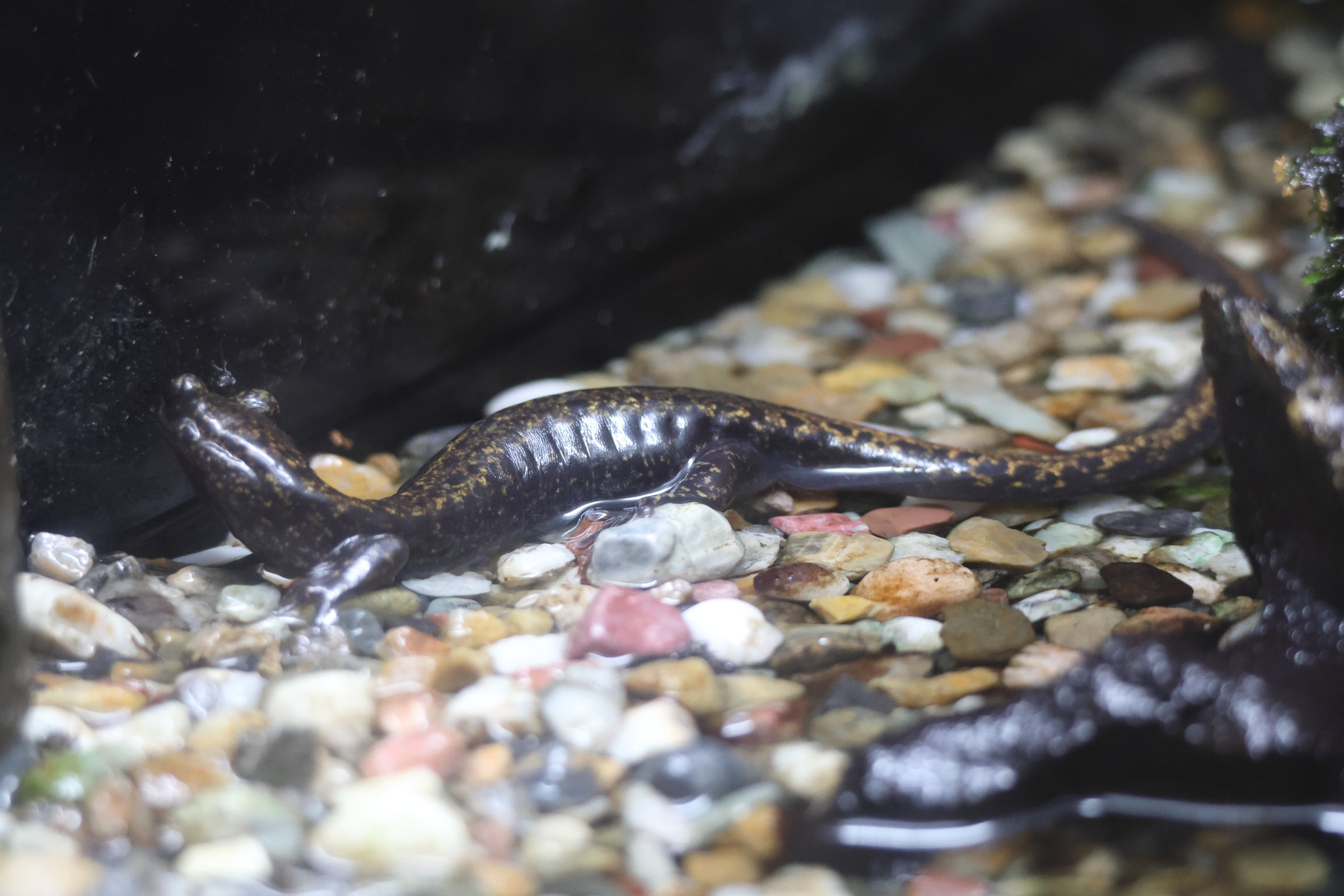 onychodactylus_japonicus1sd