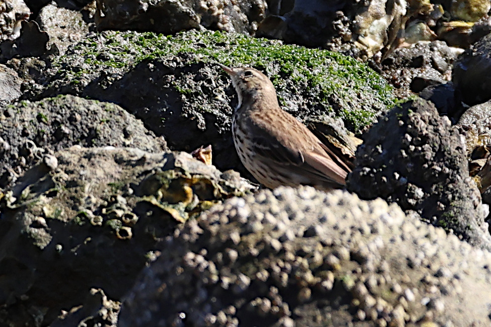 Afficher le média pipit_farlousane_-japonicus-_-_anthus_rubescens_-japonicus-2sd pipit_farlousane_-japonicus-_-_anthus_rubescens_-japonicus-2sd