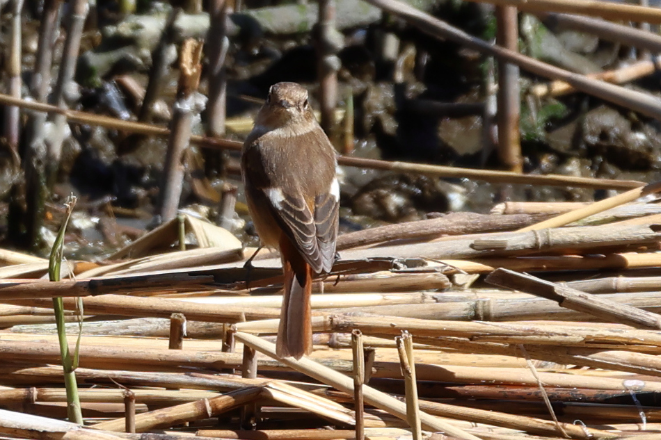 rougequeue_aurore_-_phoenicurus_auroreus1sd