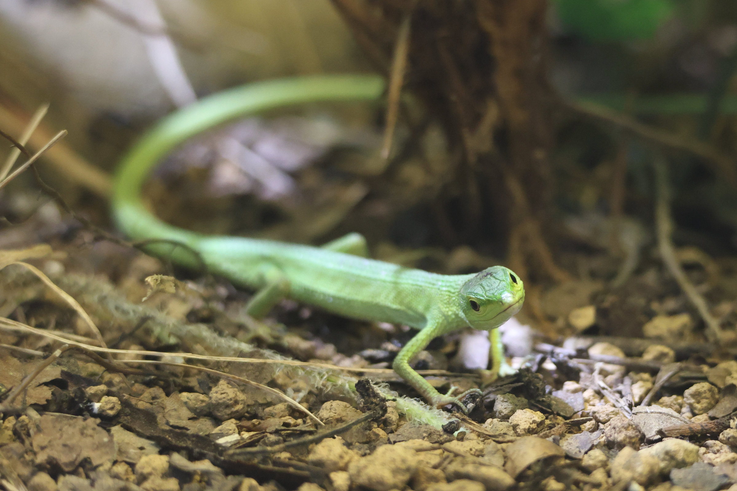 tachydromus_toyamai1sd