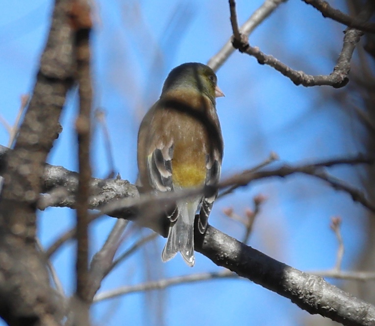 verdier_de_chine_-_chloris_sinica1sd