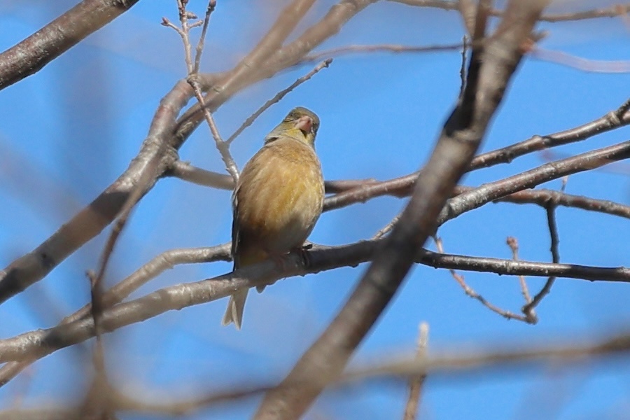 verdier_de_chine_-_chloris_sinica2sd