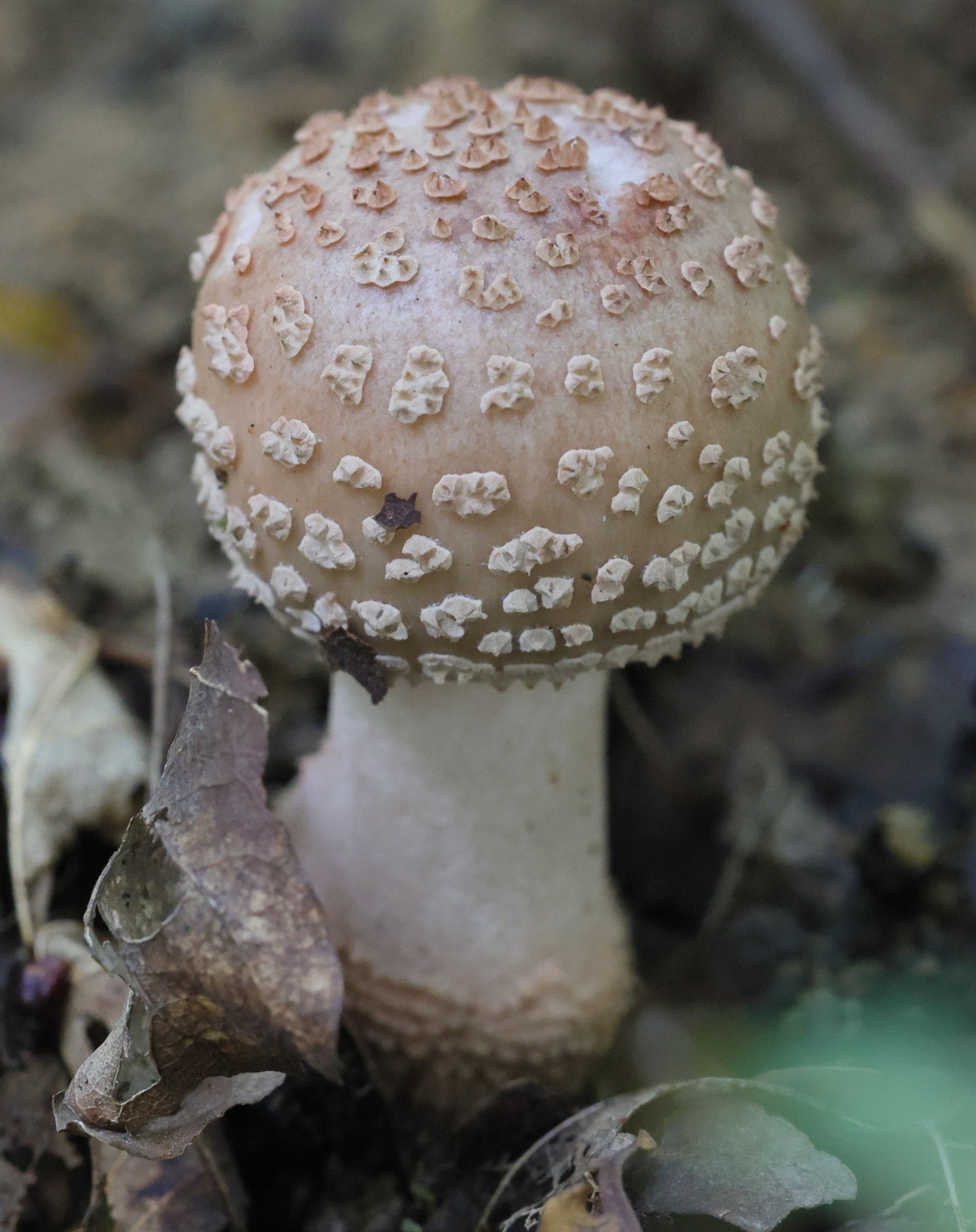 amanita_pantherina6md