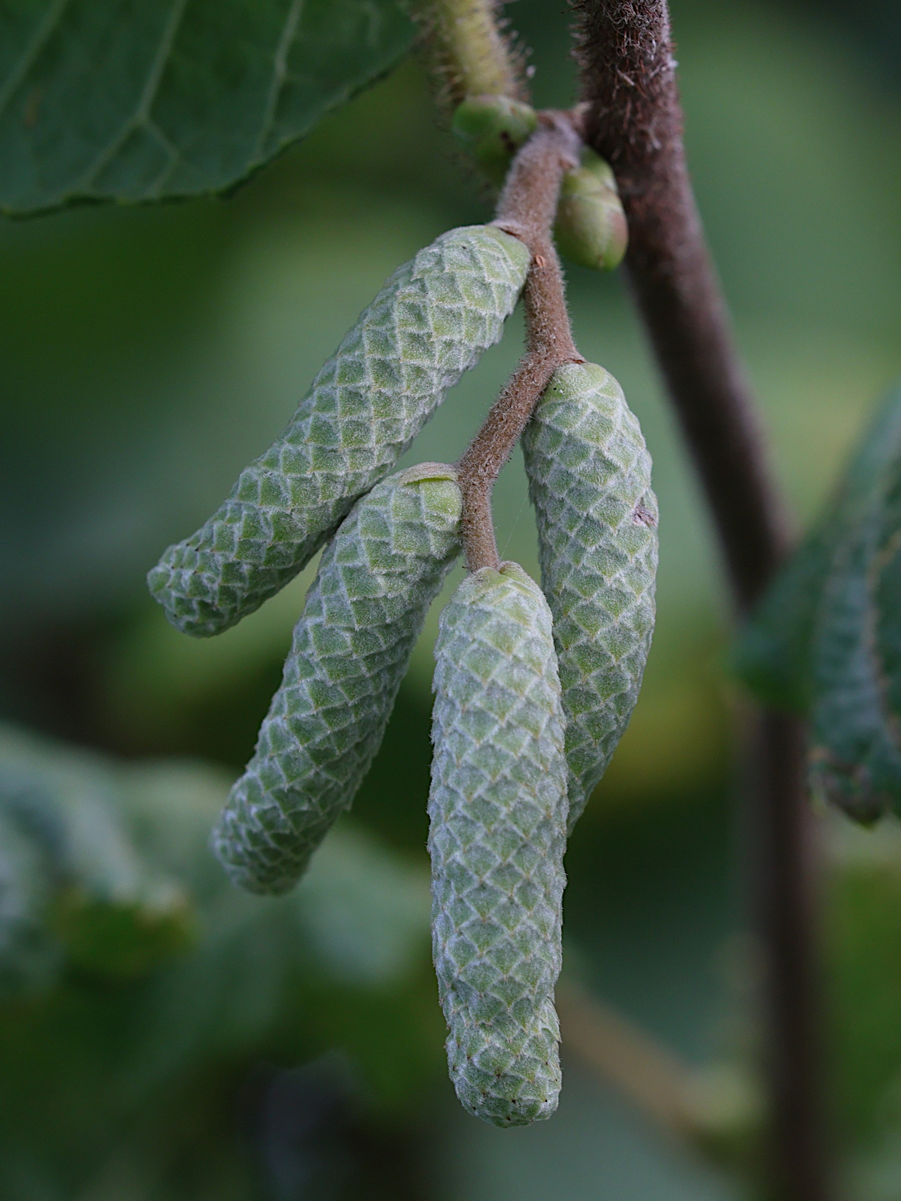 Afficher le média corylus_avellana7md corylus_avellana7md