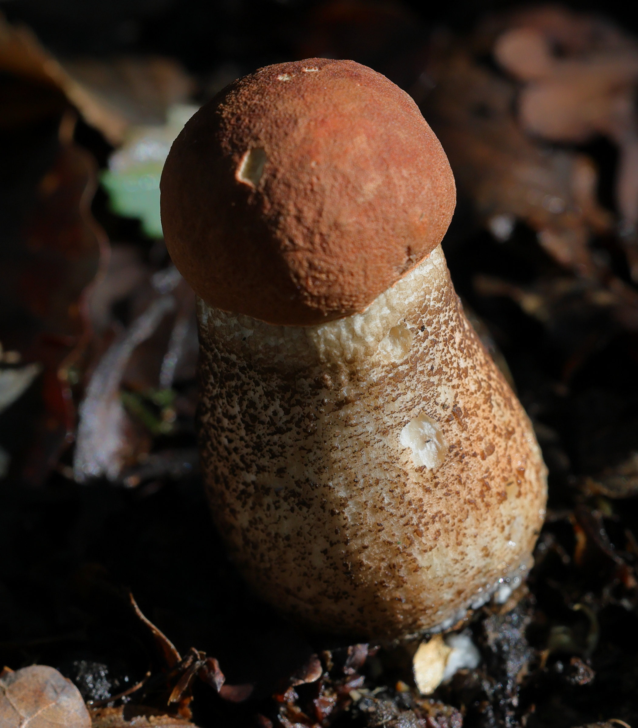 leccinum_quercinum4md