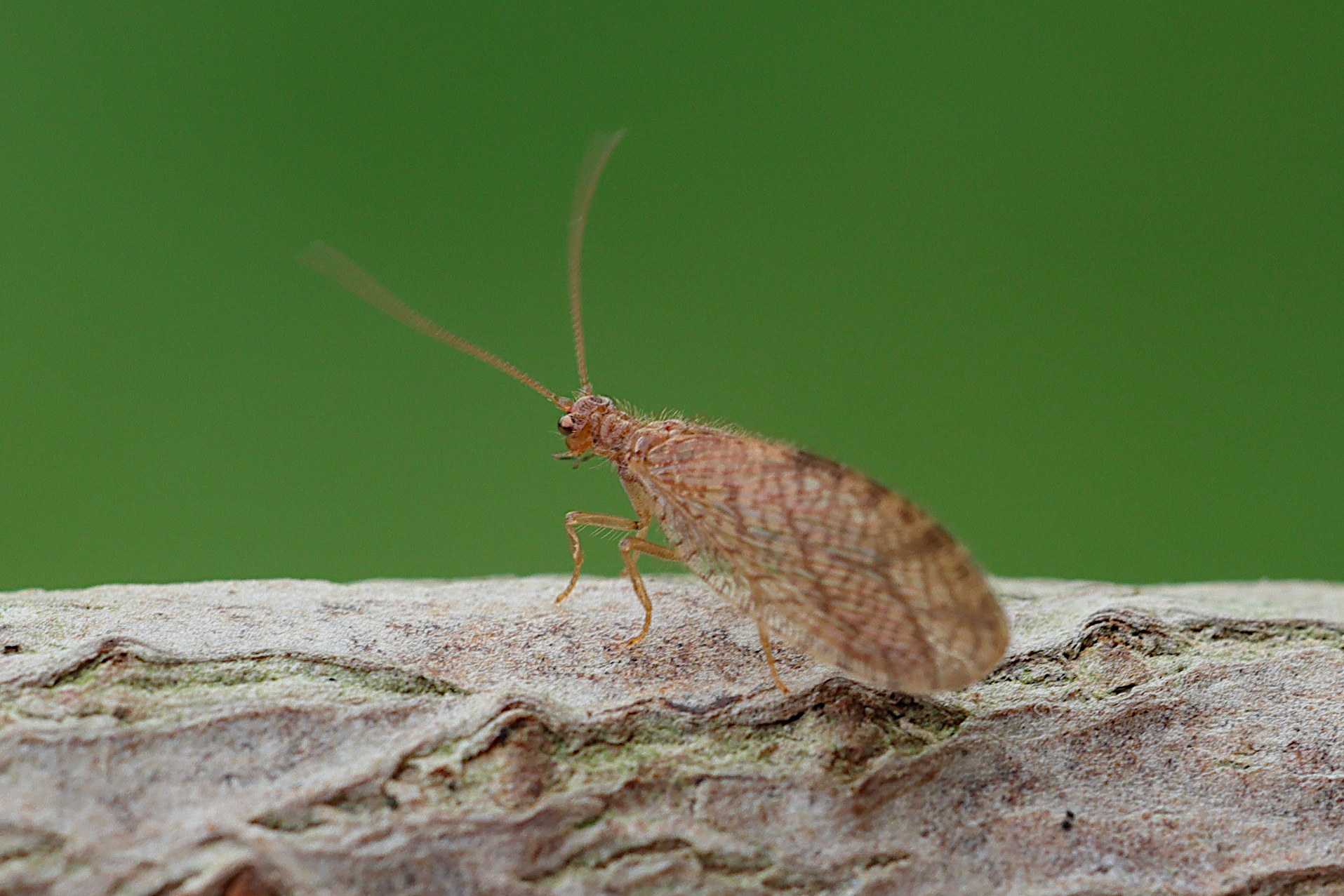 micromus_angulatus3md