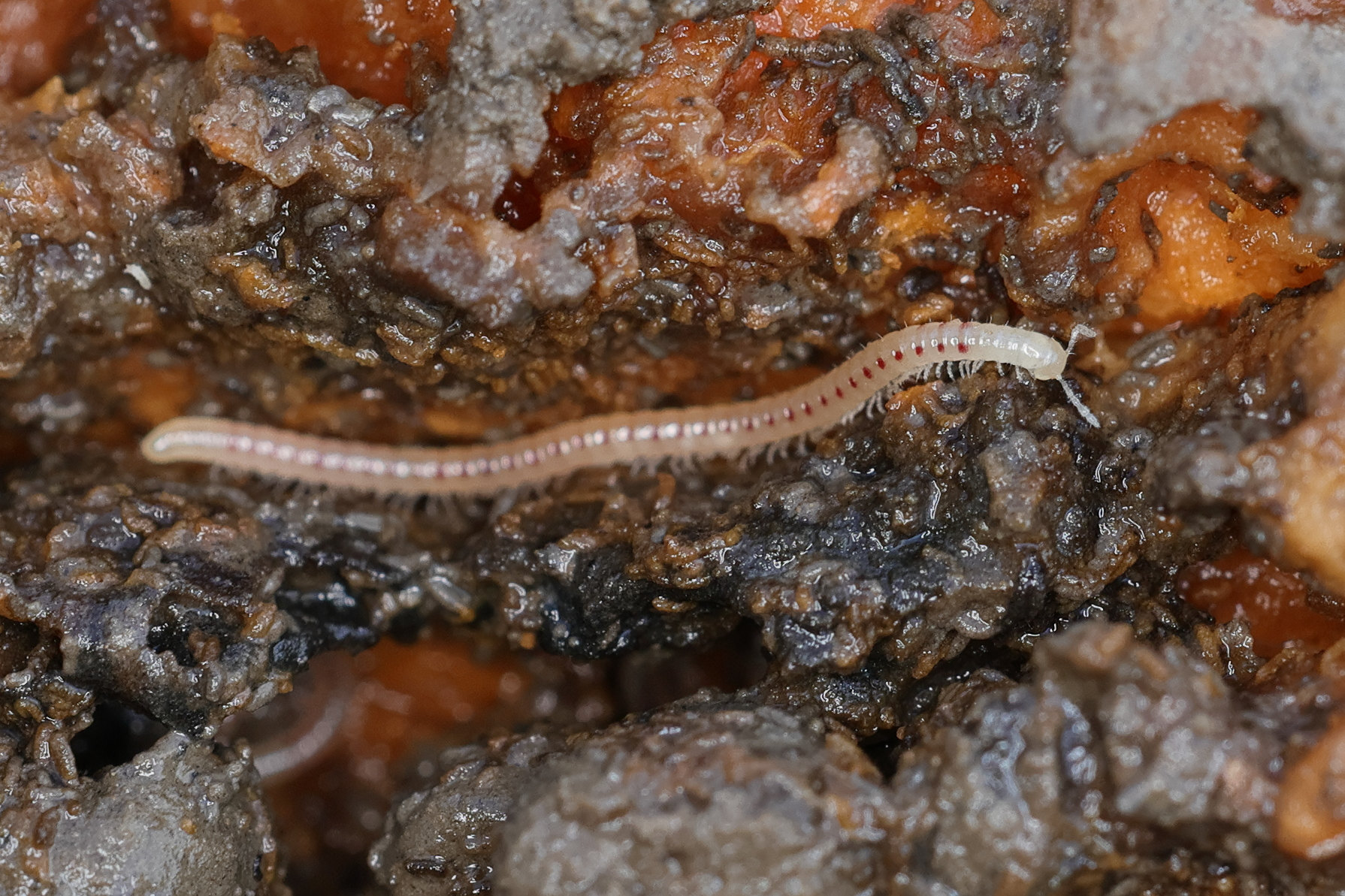 blaniulus_guttulatus3md